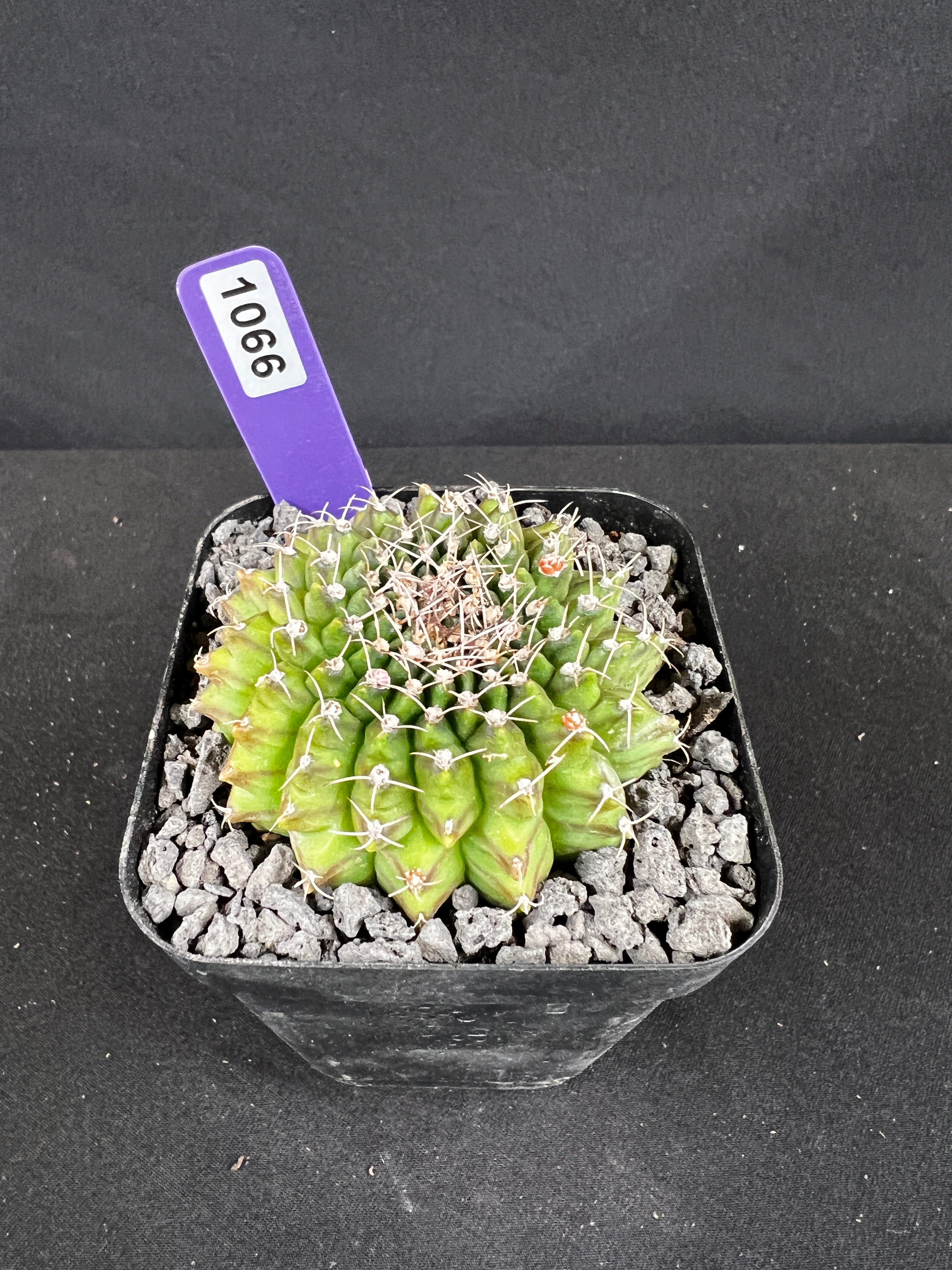 Gymnocalycium Inermis Cristata Cactus
