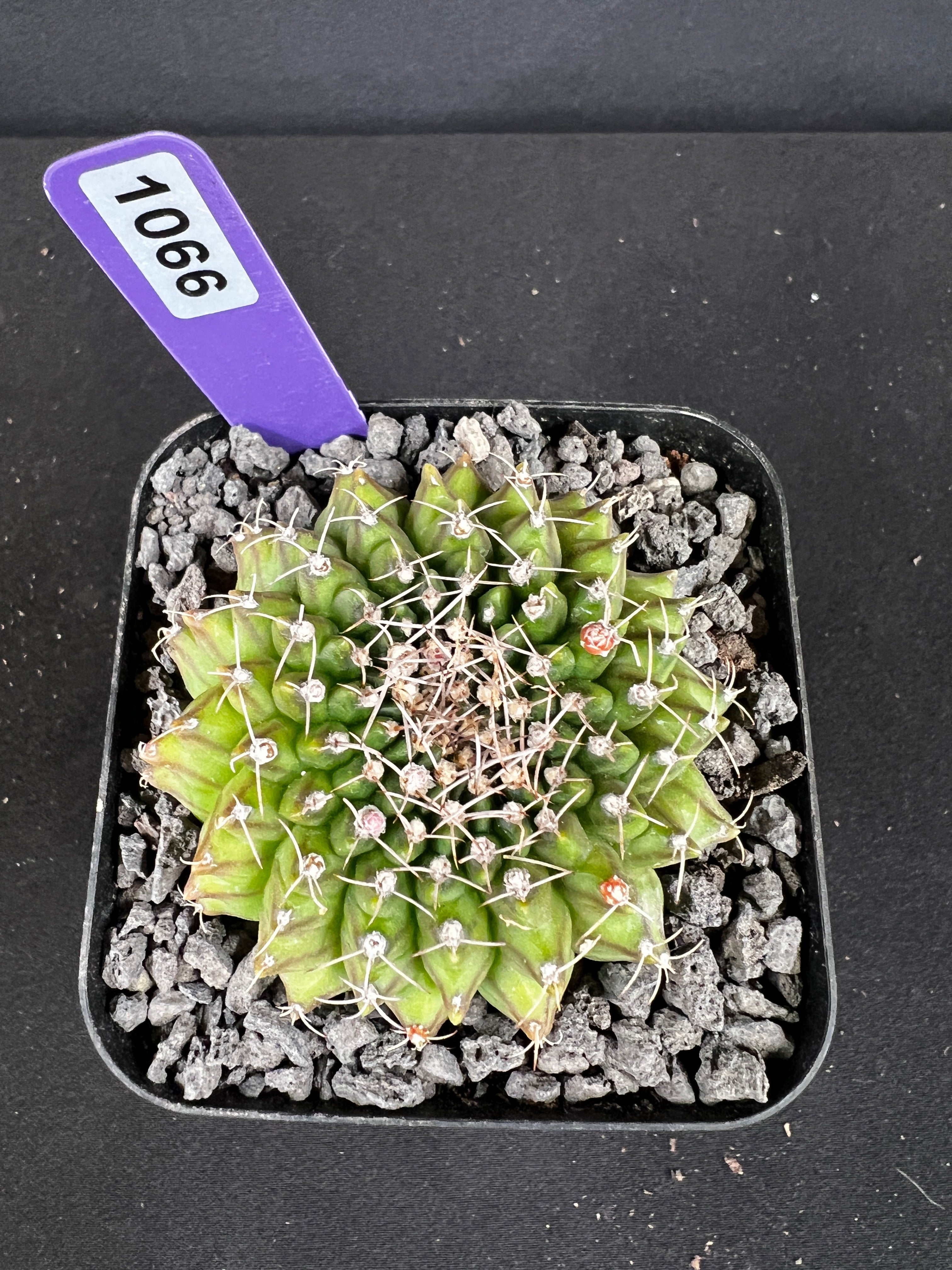 Gymnocalycium Inermis Cristata Cactus