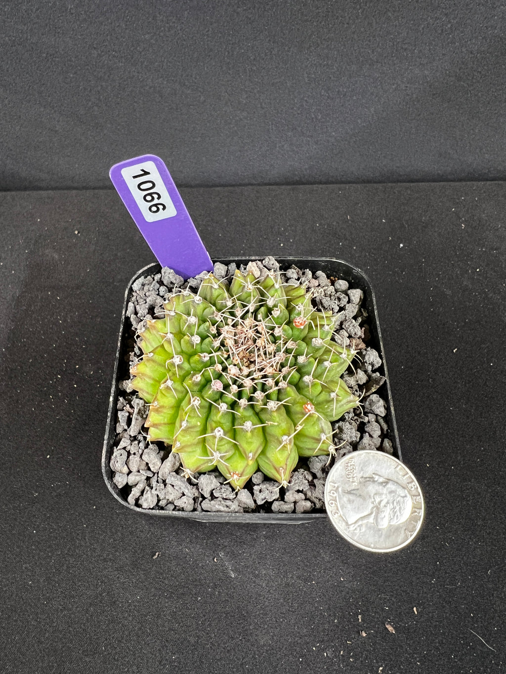 Gymnocalycium Inermis Cristata Cactus