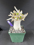 Adenium Arabicum 'Dorset Horn' (DHA) Succulent