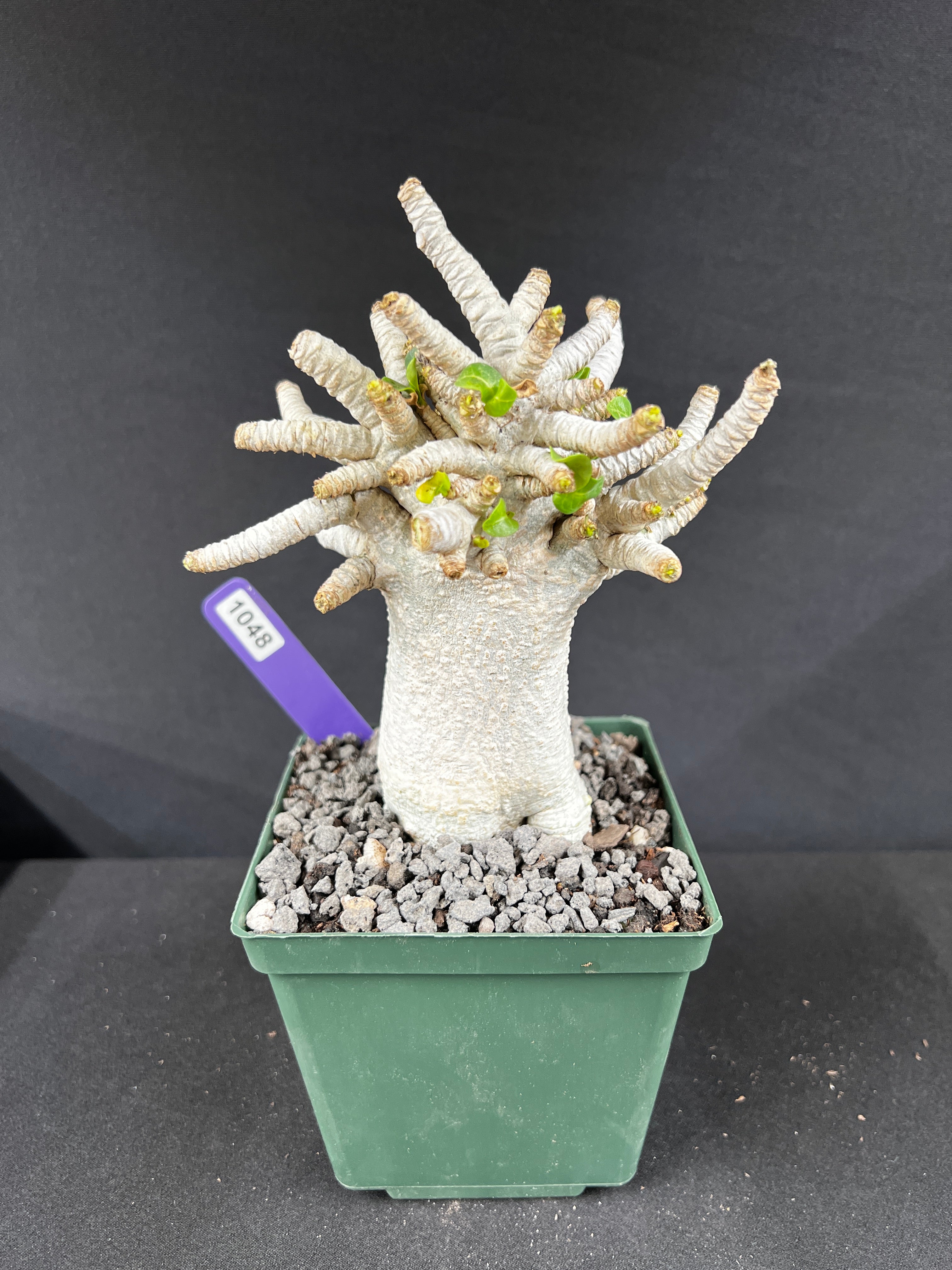 Adenium Arabicum 'Dorset Horn' (DHA) Succulent