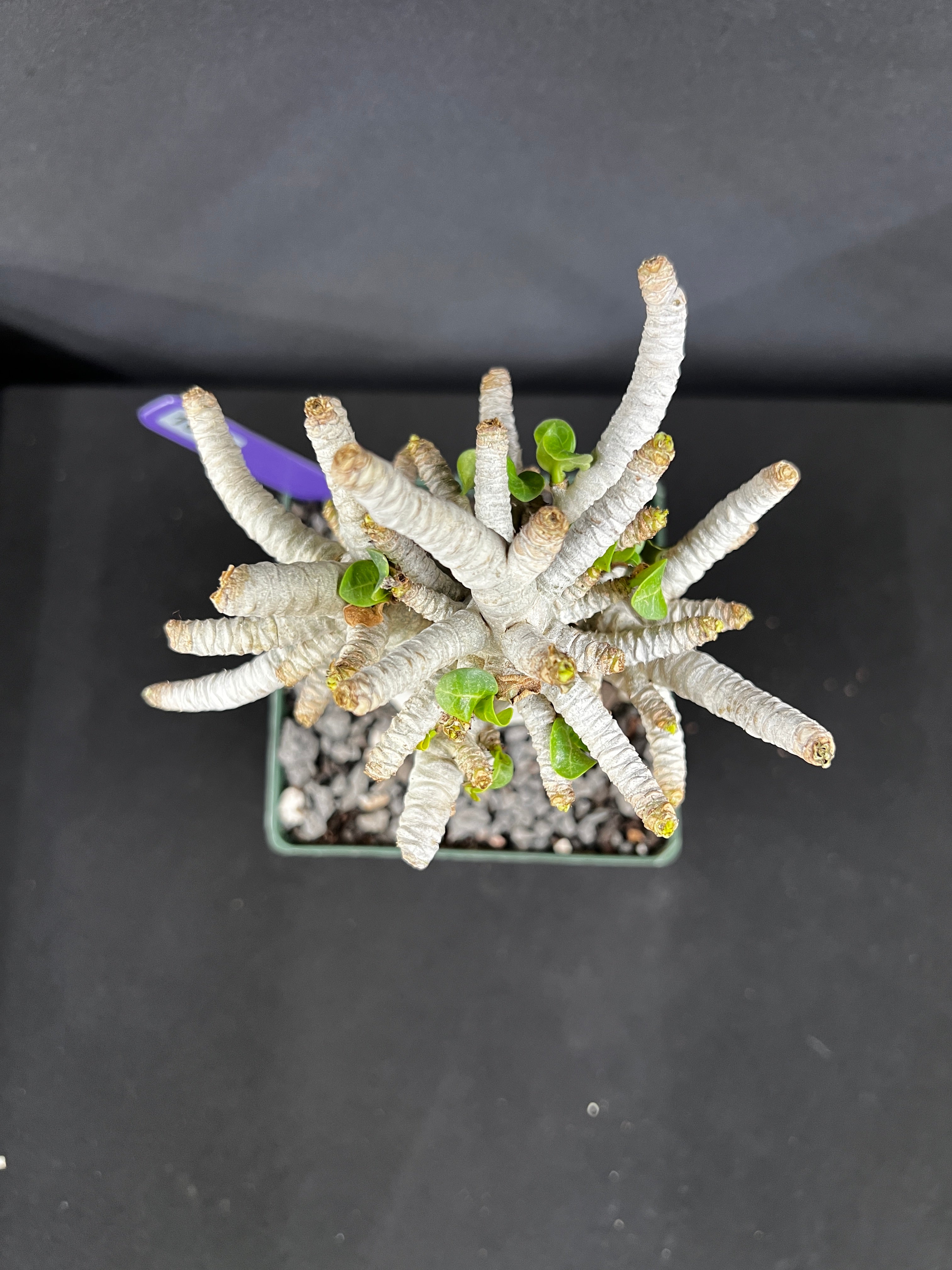 Adenium Arabicum 'Dorset Horn' (DHA) Succulent