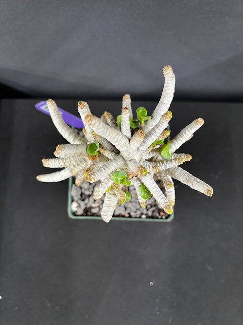 Adenium Arabicum 'Dorset Horn' (DHA)