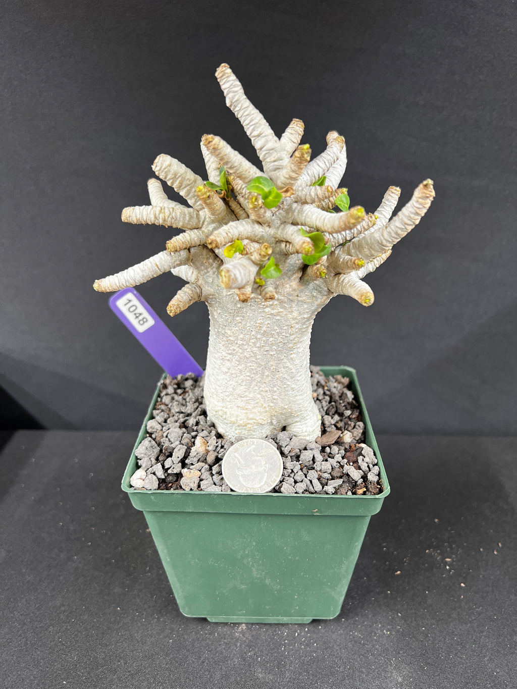 Adenium Arabicum 'Dorset Horn' (DHA) Succulent
