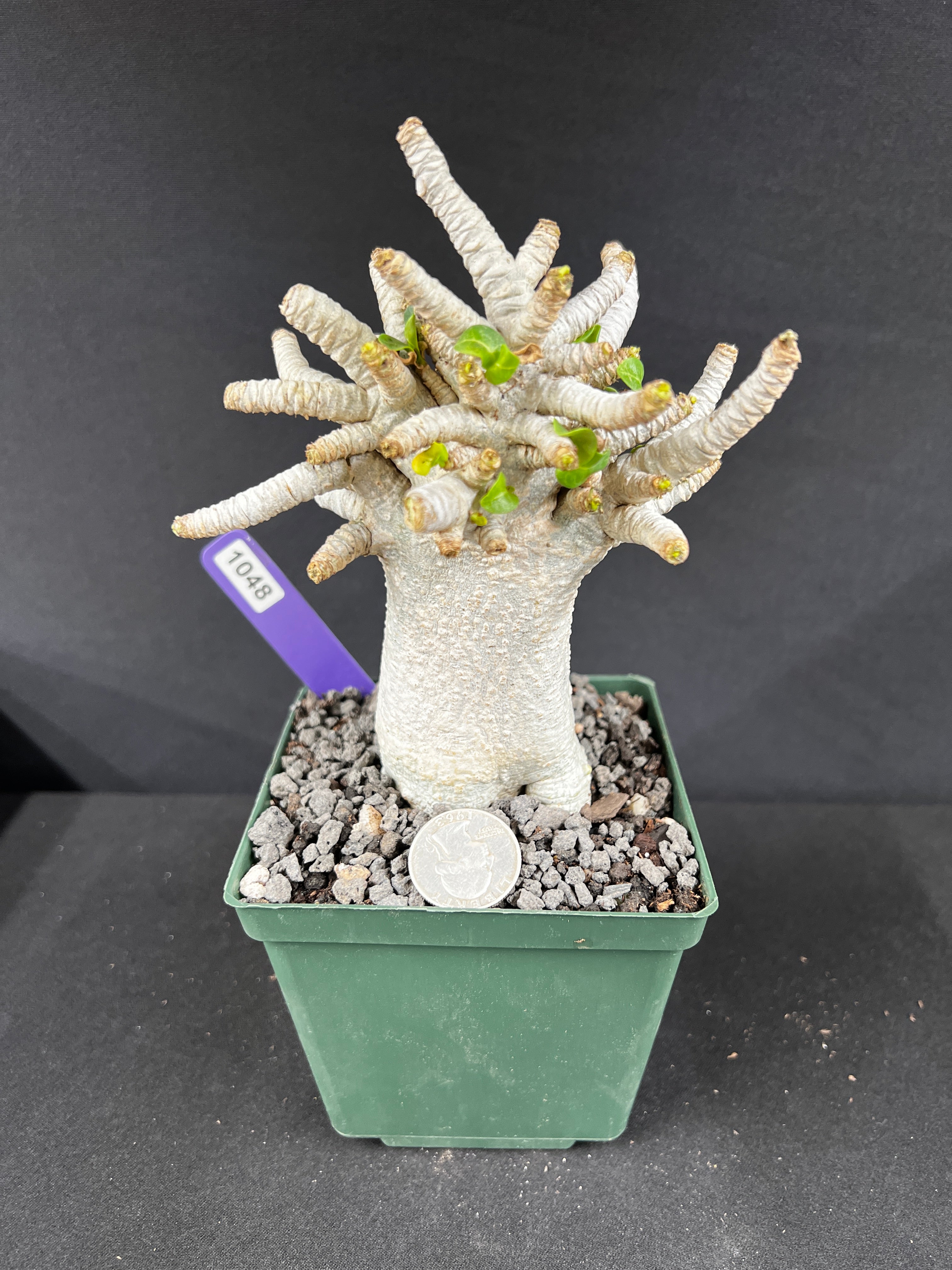 Adenium Arabicum 'Dorset Horn' (DHA) Succulent