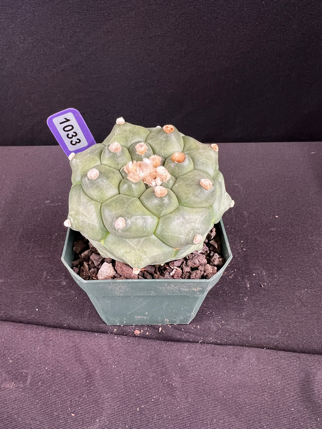 Astrophytum Asterias cv. Kikko "Durian" Cactus
