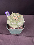 Astrophytum Asterias cv. Kikko "Durian" Cactus