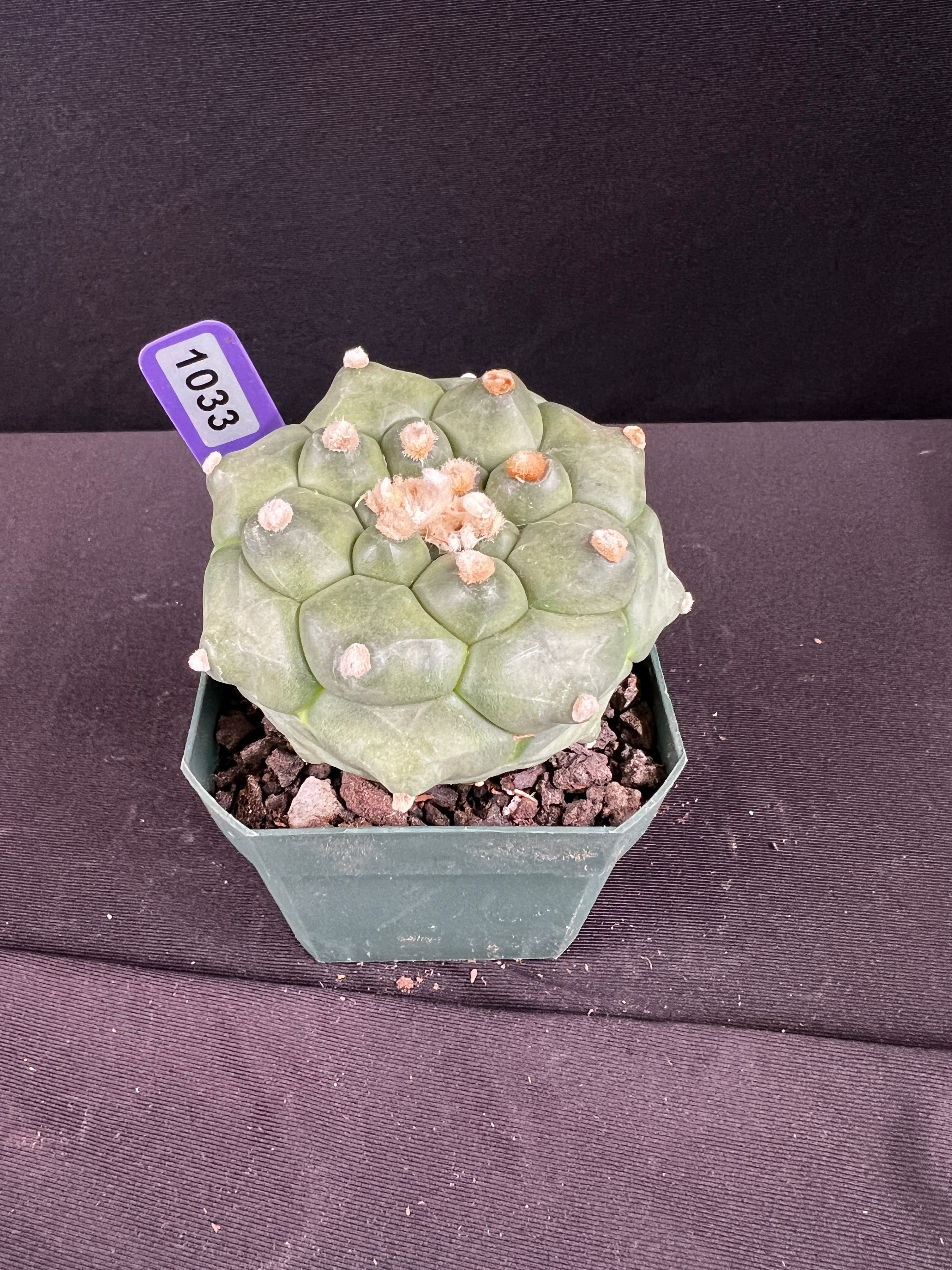 Astrophytum Asterias cv. Kikko "Durian"