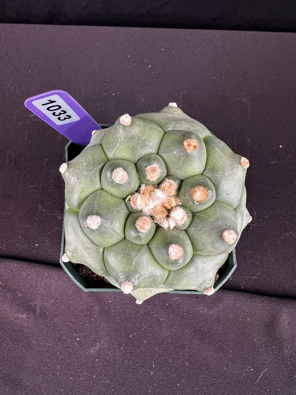 Astrophytum Asterias cv. Kikko "Durian" Cactus