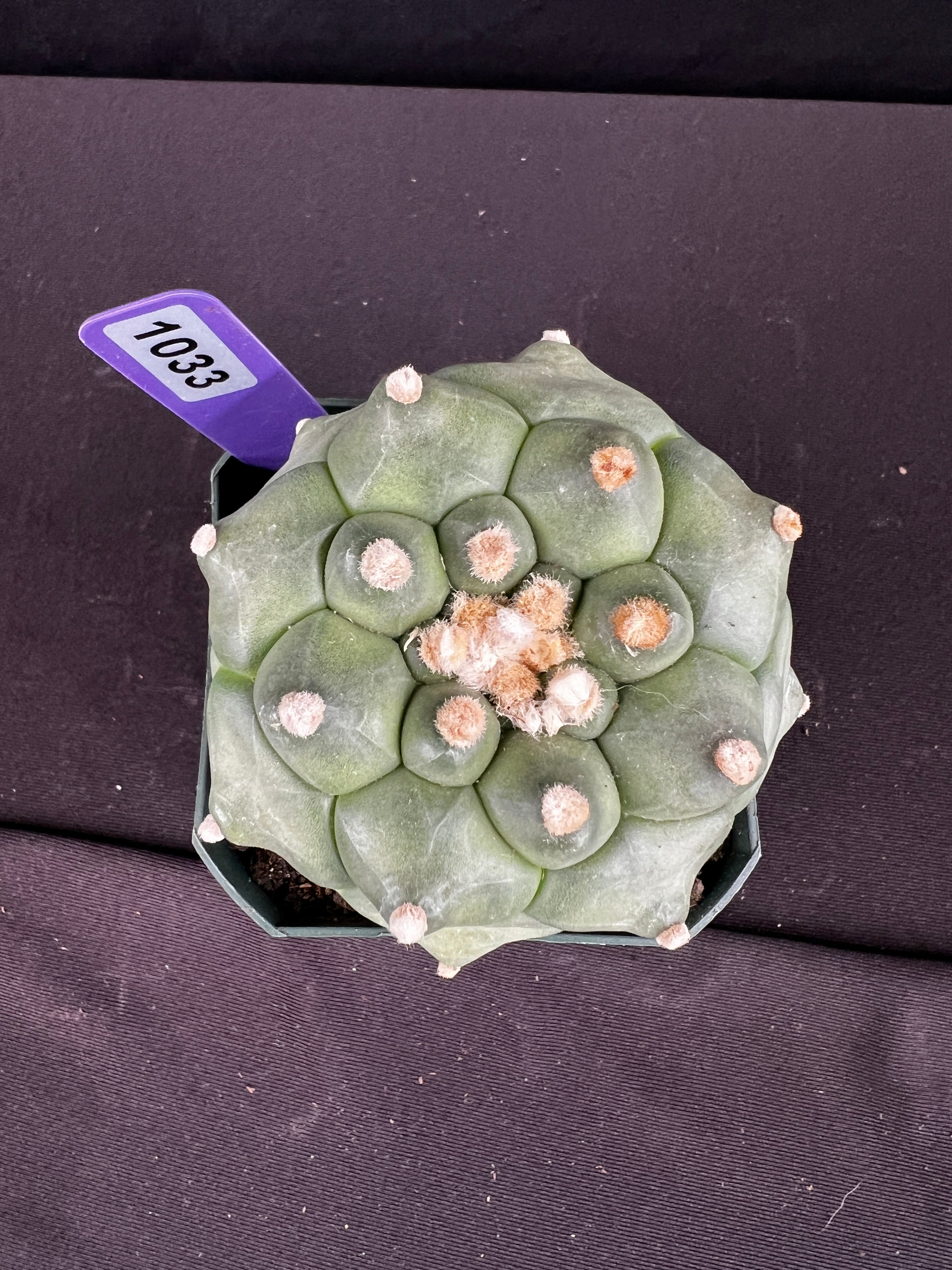 Astrophytum Asterias cv. Kikko "Durian"