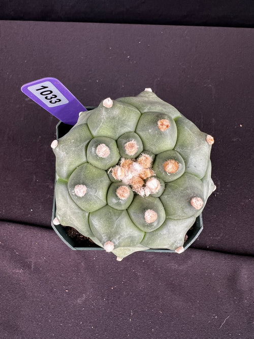 Astrophytum Asterias cv. Kikko "Durian" Cactus