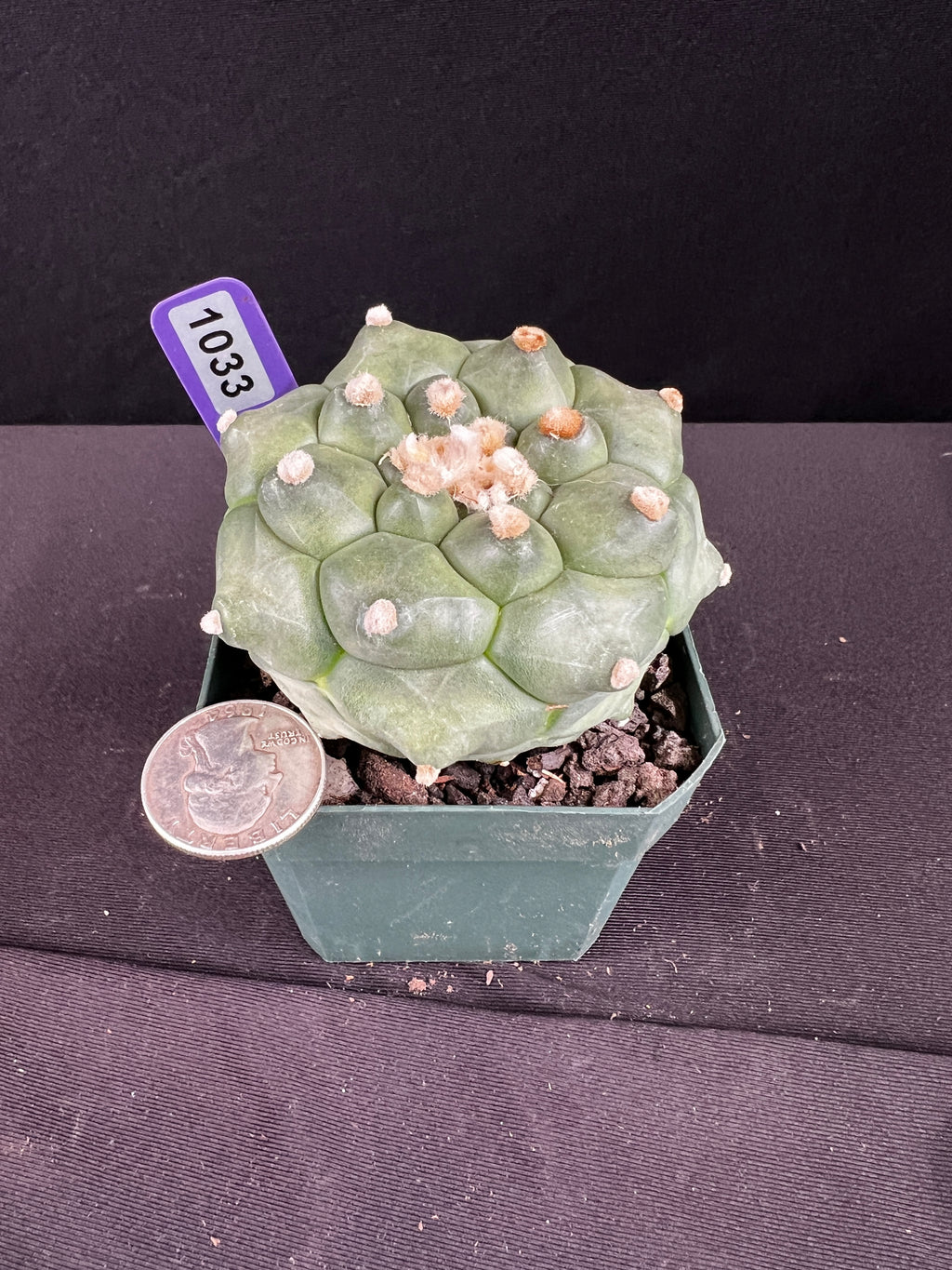 Astrophytum Asterias cv. Kikko "Durian" Cactus