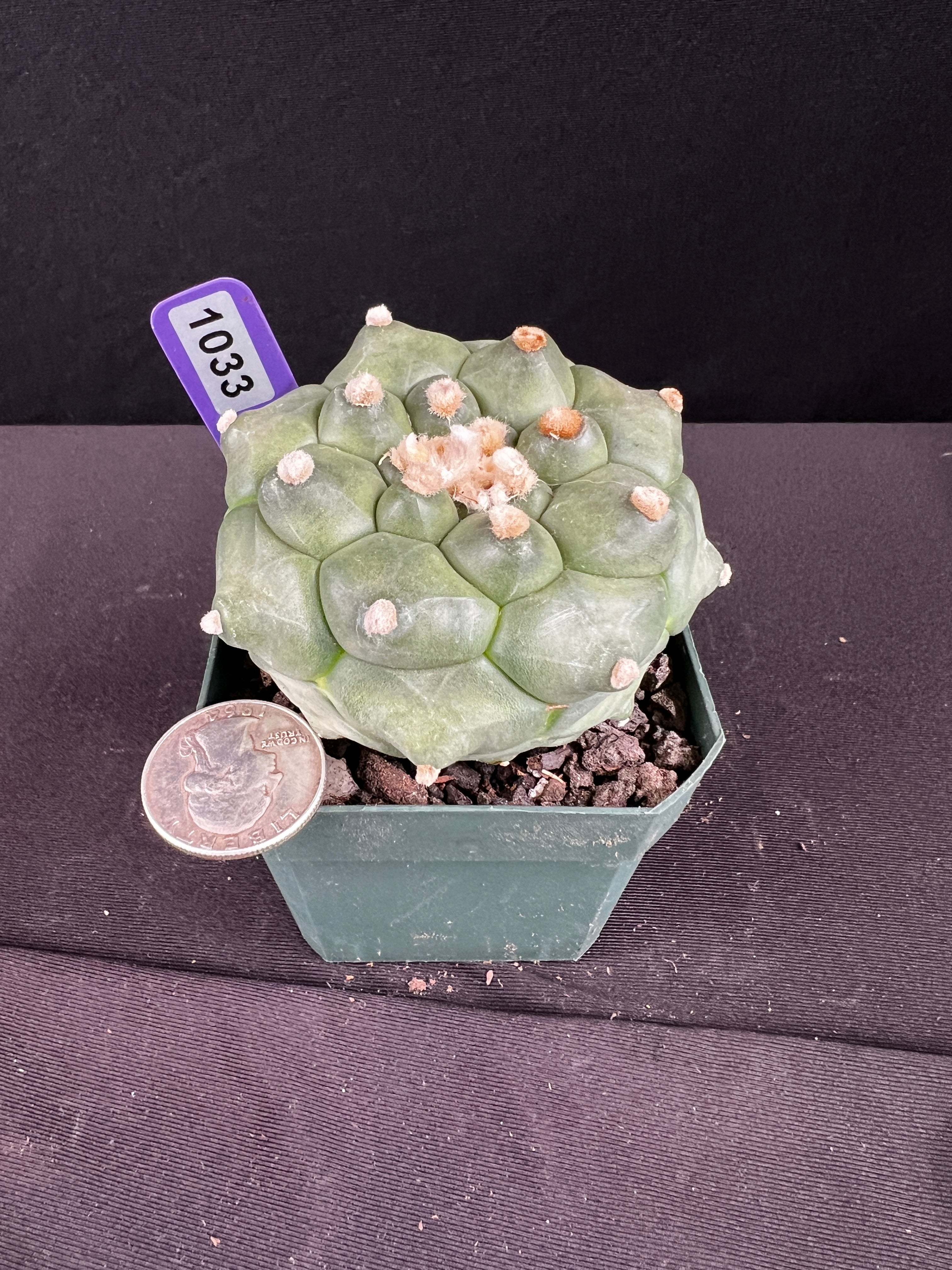 Astrophytum Asterias cv. Kikko "Durian"