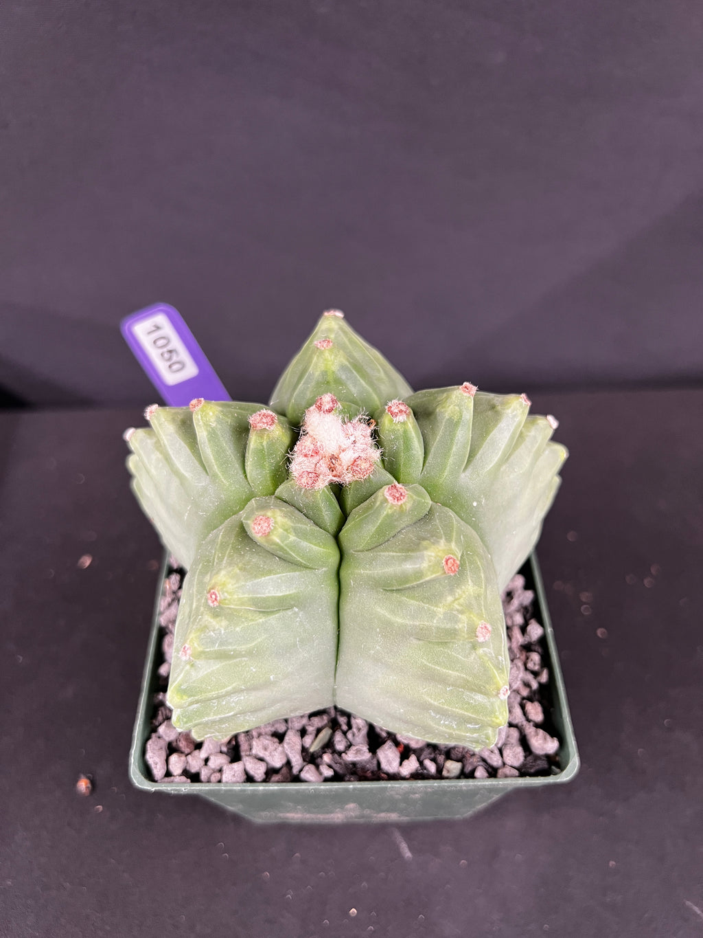 Astrophytum Myriostigma cv. Kikko Cactus