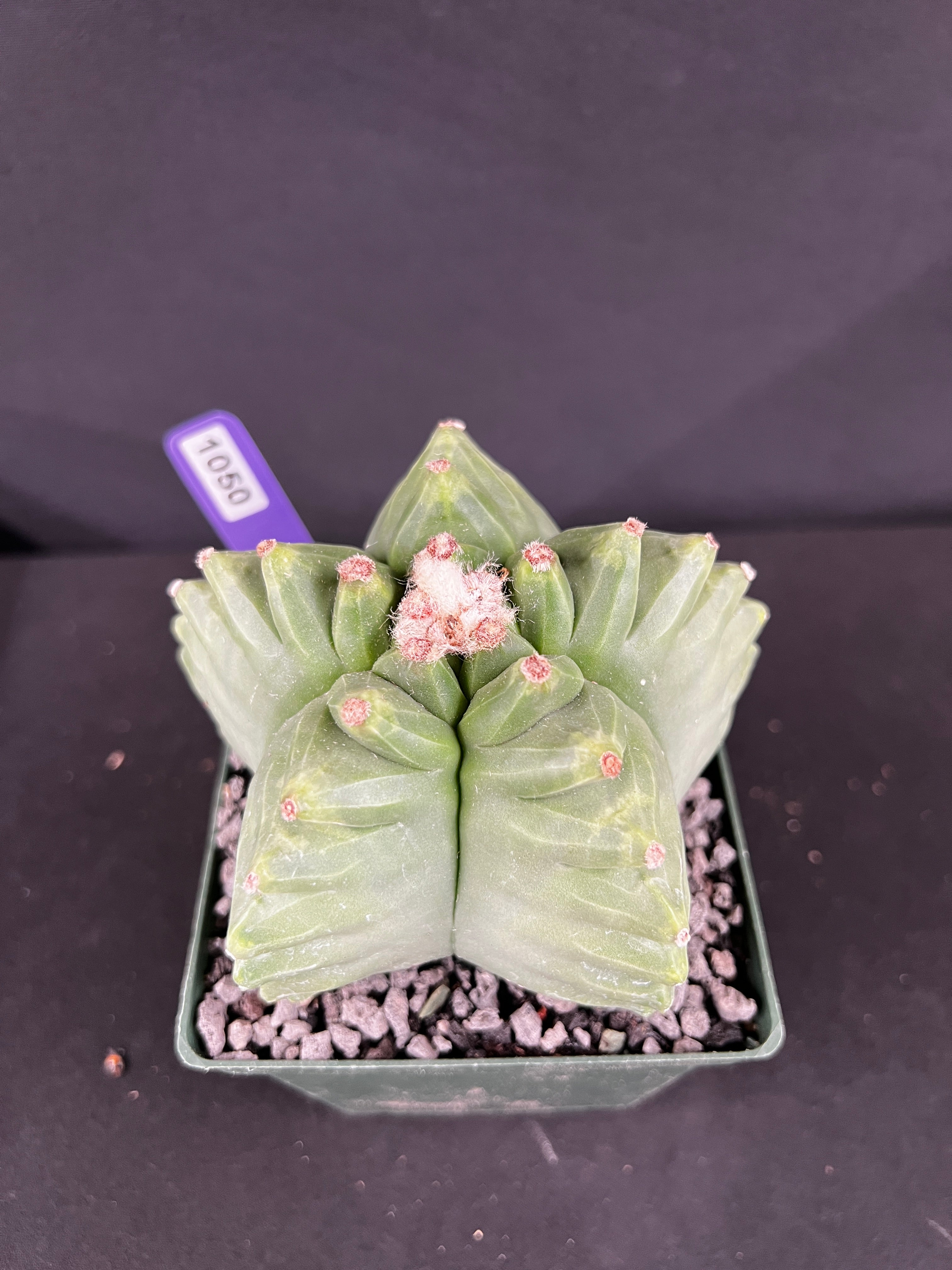 Astrophytum Myriostigma cv. Kikko Cactus