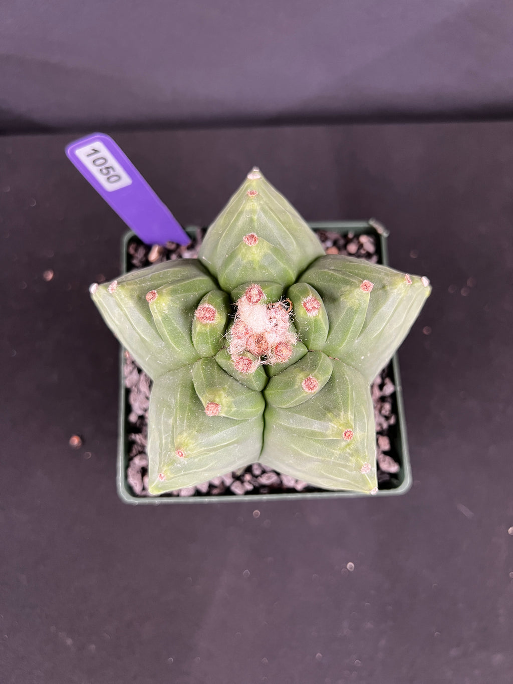 Astrophytum Myriostigma cv. Kikko Cactus