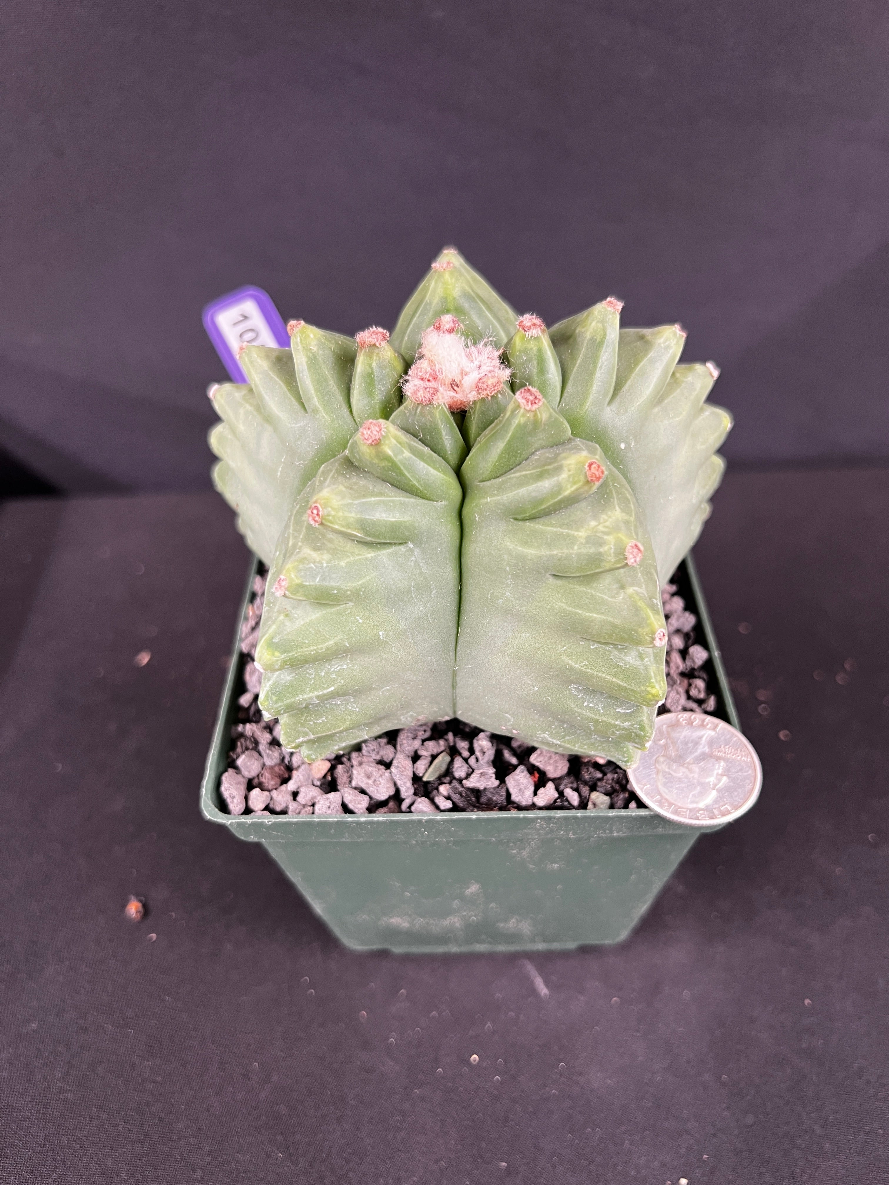Astrophytum Myriostigma cv. Kikko Cactus