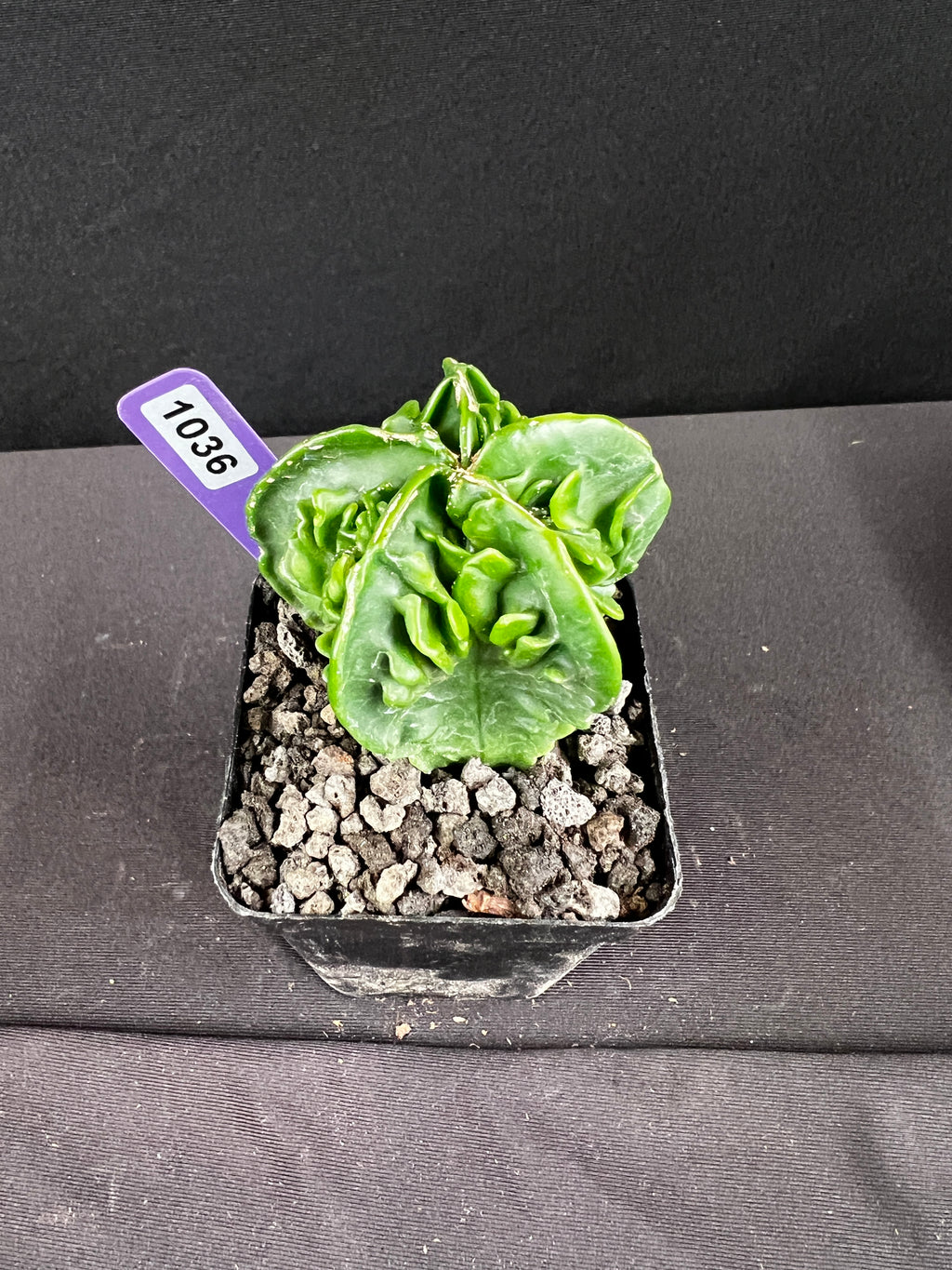 Astrophytum Myirostigma cv. Fukuryu