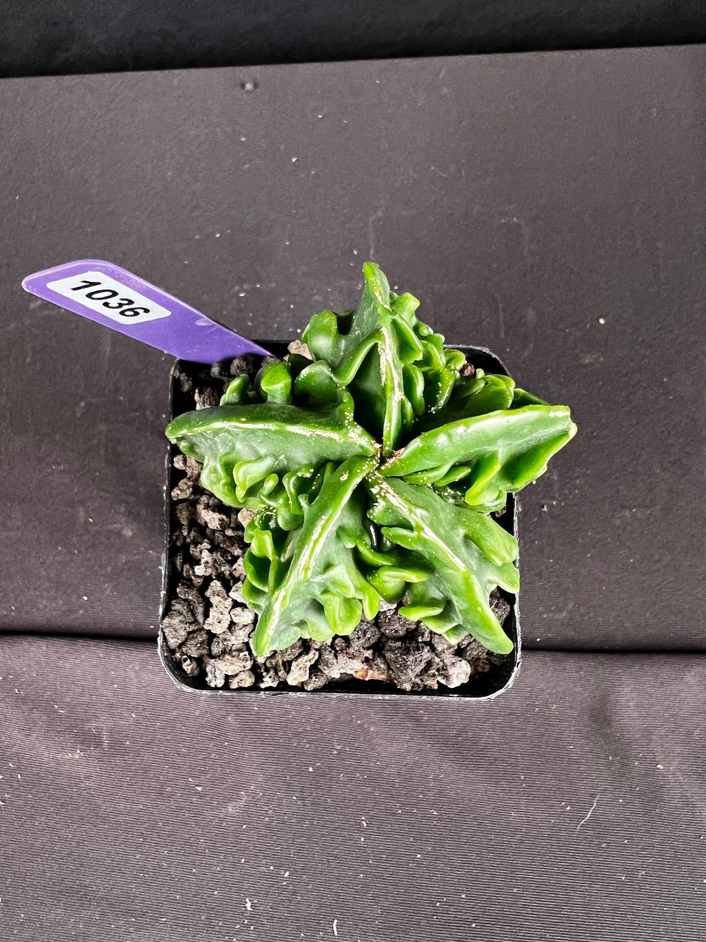 Astrophytum Myirostigma cv. Fukuryu