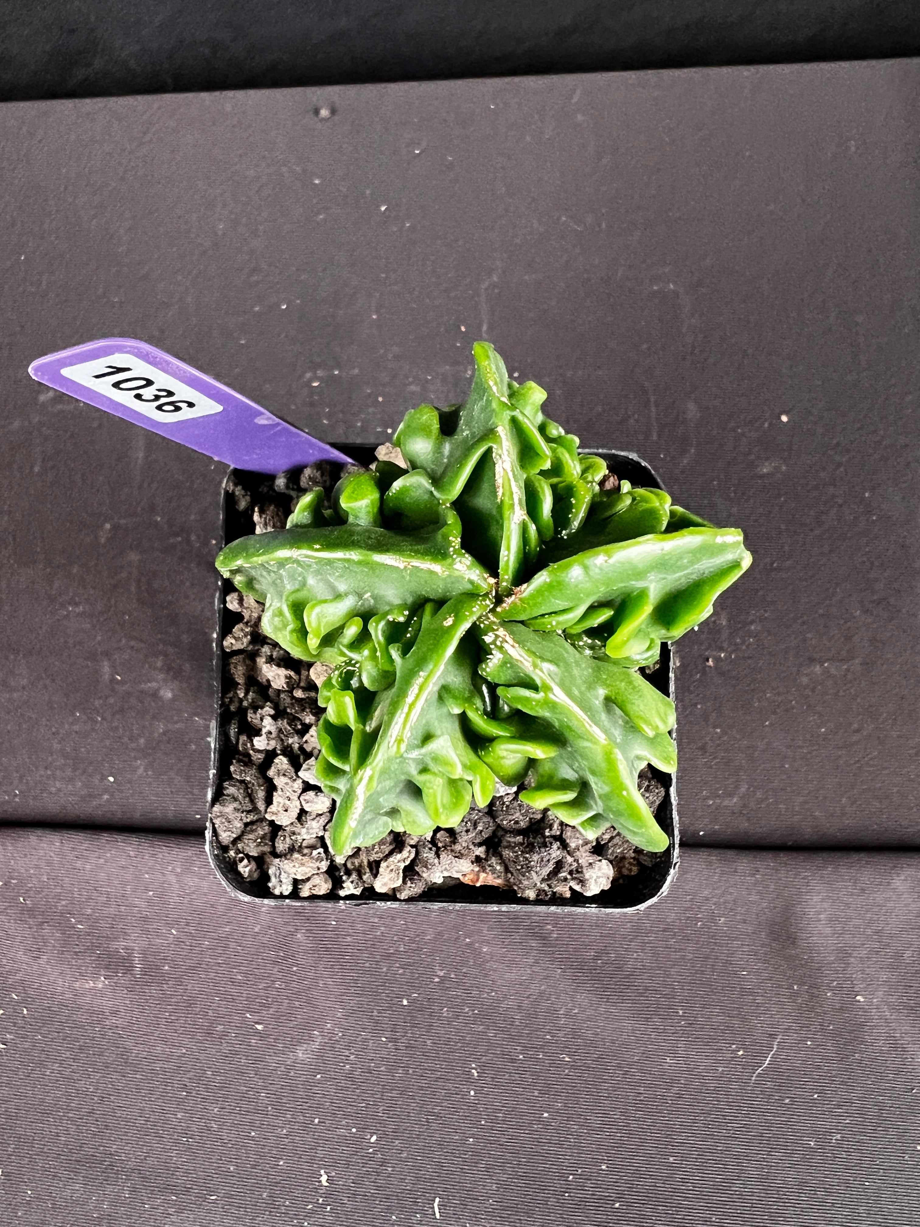 Astrophytum Myirostigma cv. Fukuryu