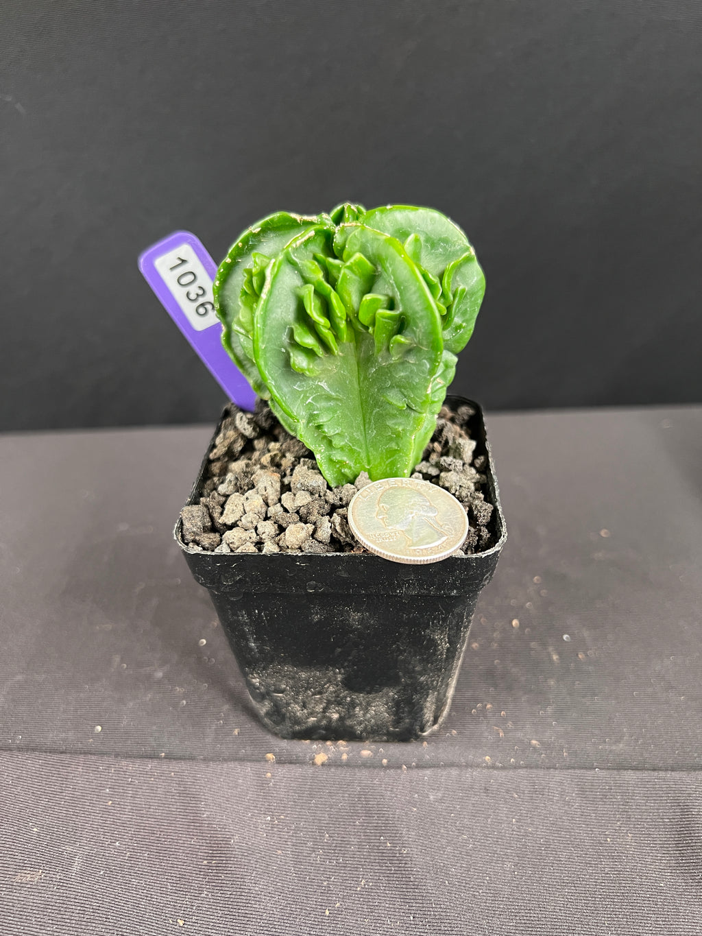 Astrophytum Myirostigma cv. Fukuryu