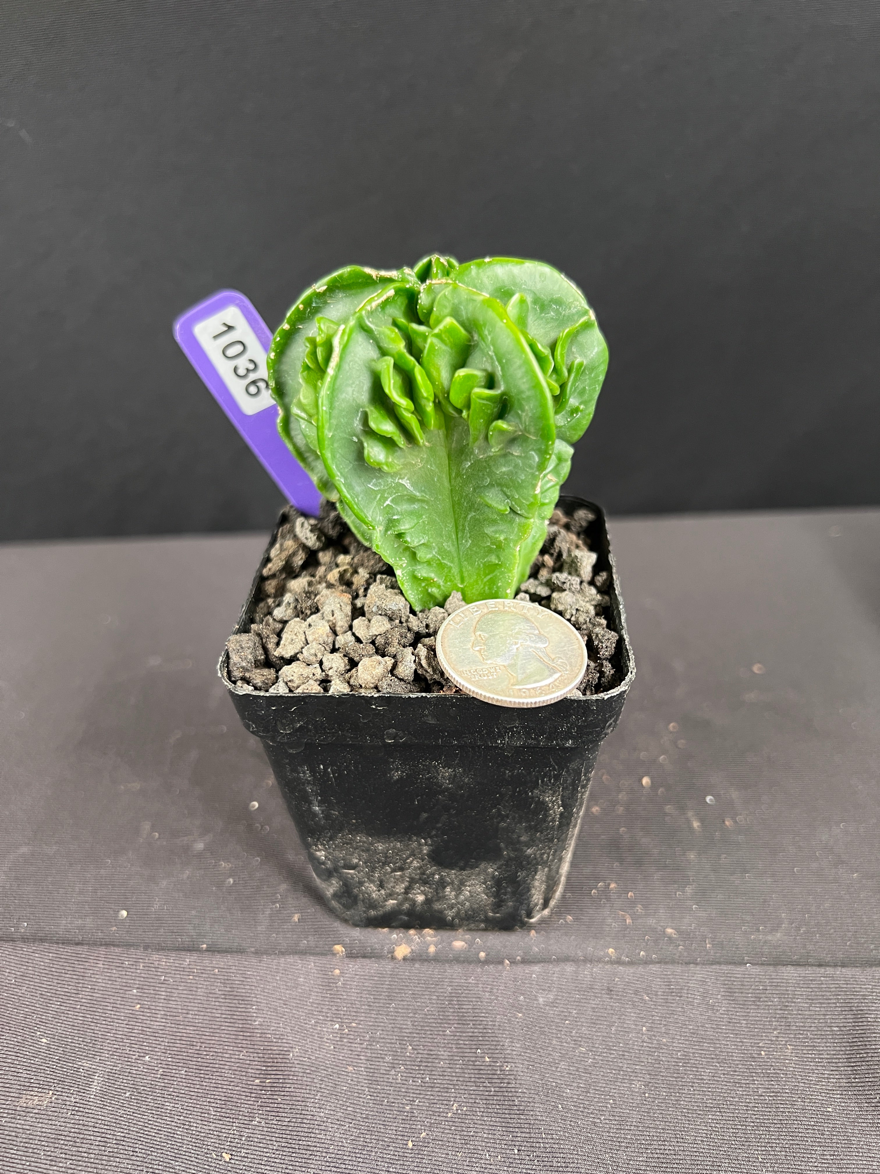 Astrophytum Myirostigma cv. Fukuryu