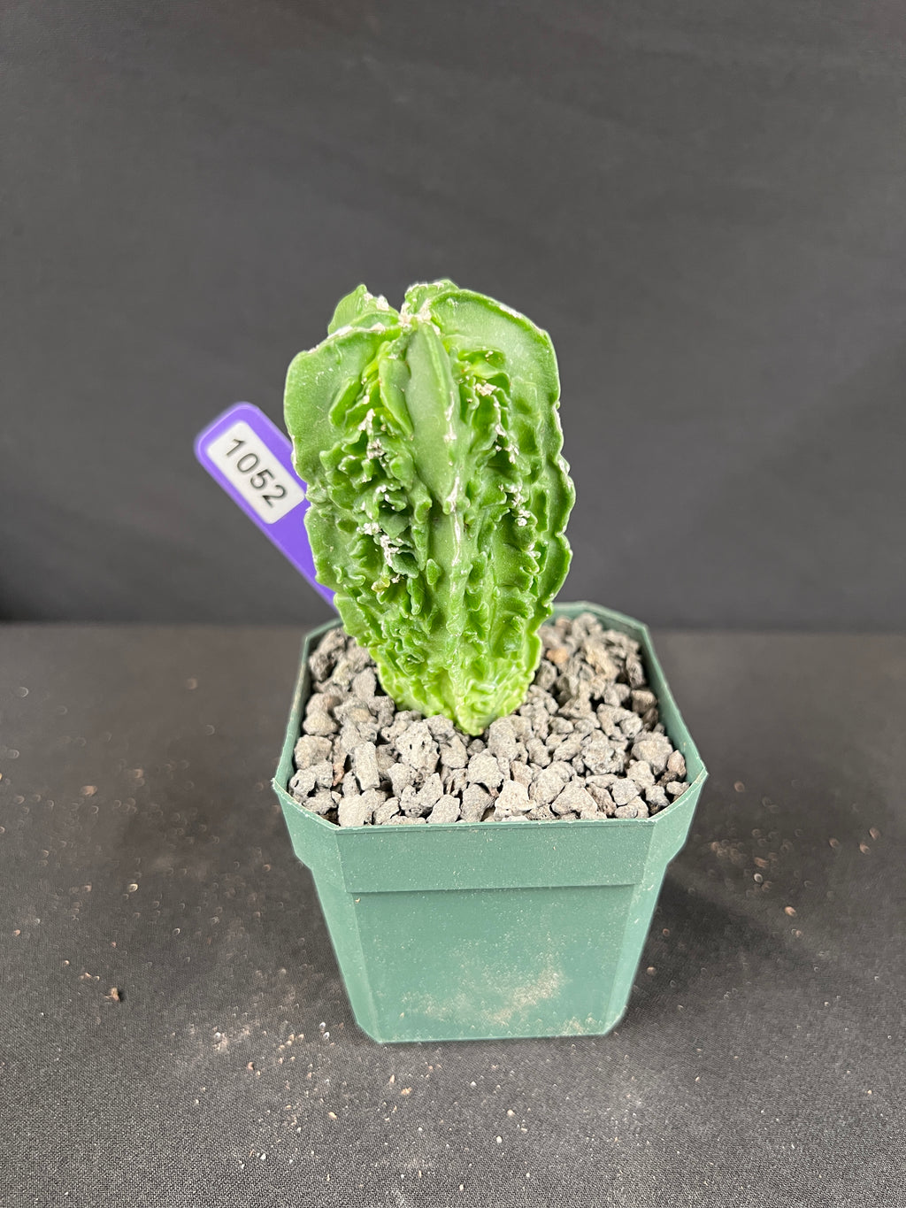 Astrophytum Myriostigma cv. Fukuryu Cactus