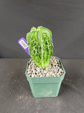 Astrophytum Myriostigma cv. Fukuryu Cactus