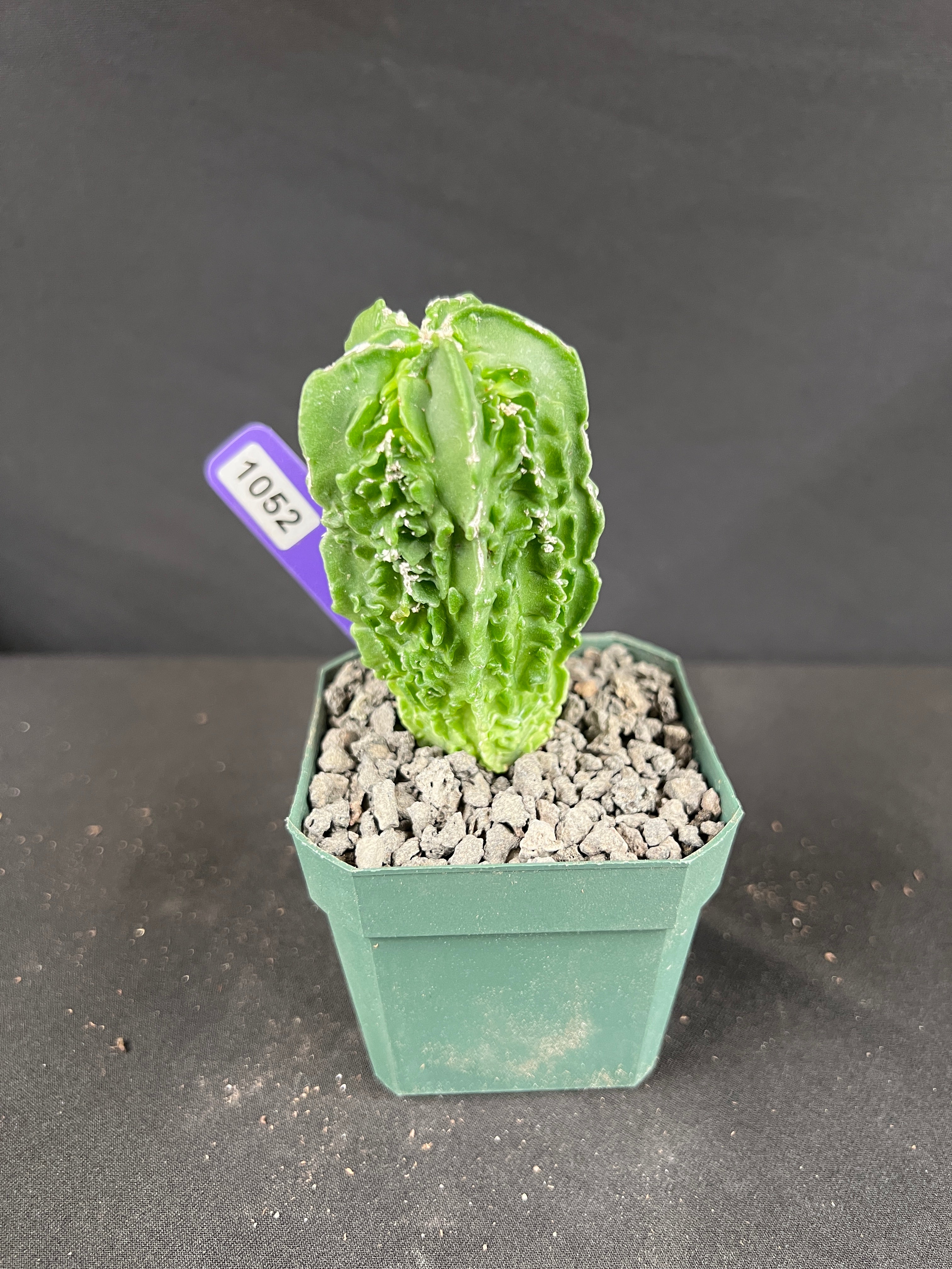 Astrophytum Myriostigma cv. Fukuryu Cactus