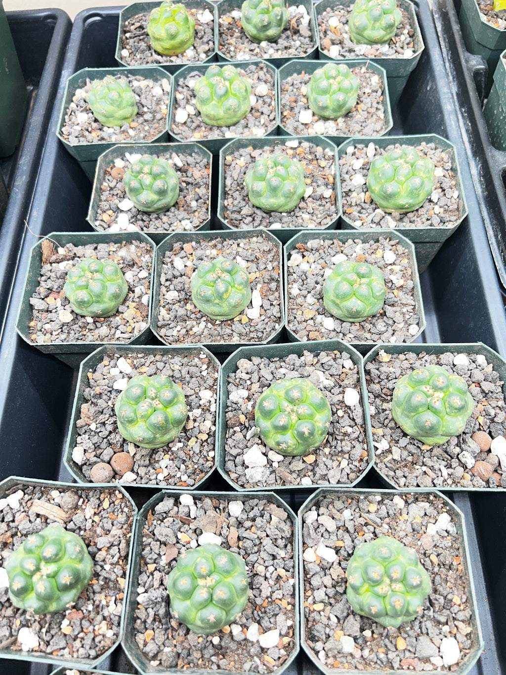 Coryphantha Elephantidens cv. Titan cactus - Grower Choice