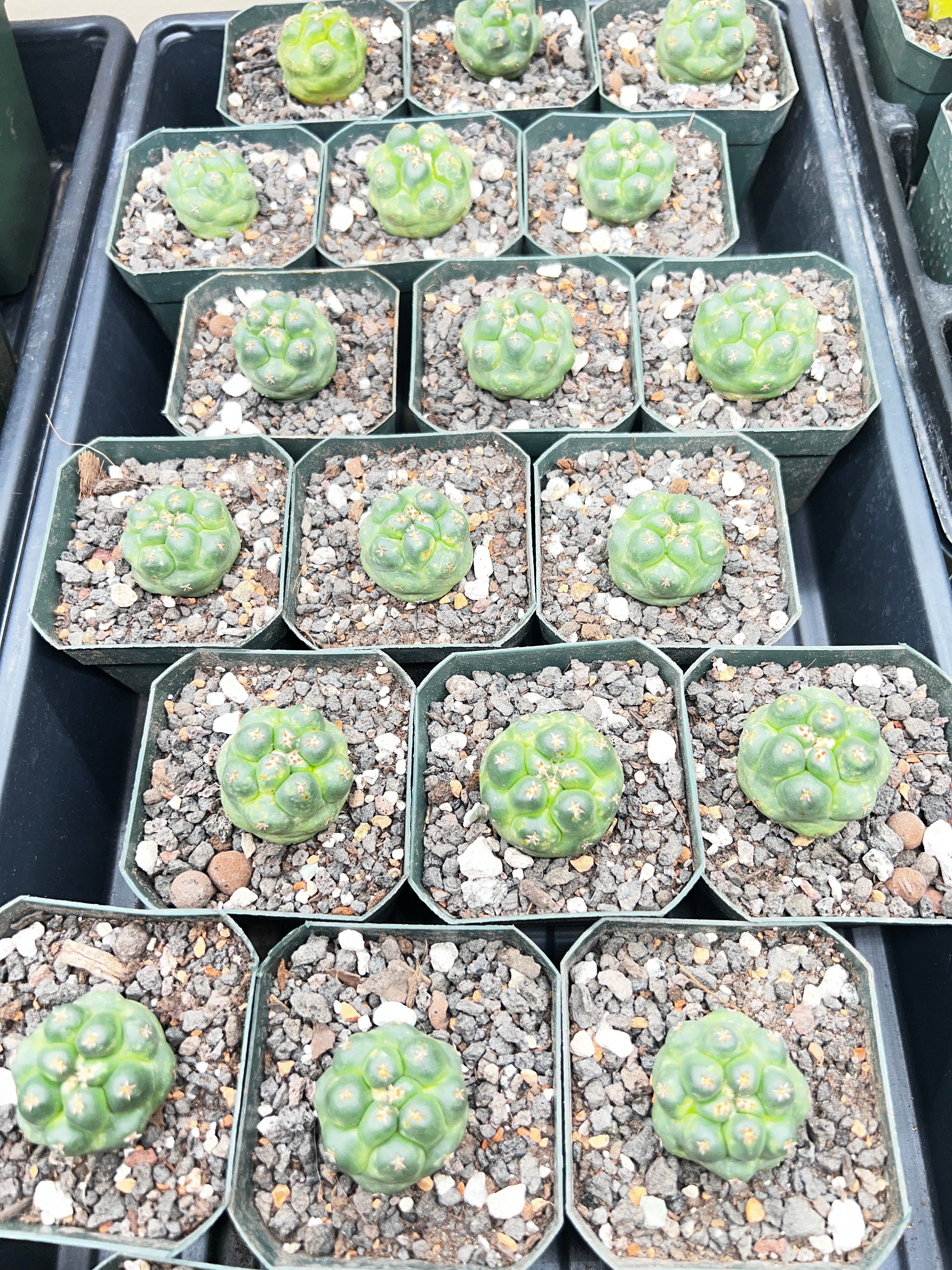 Coryphantha Elephantidens cv. Titan cactus - Grower Choice