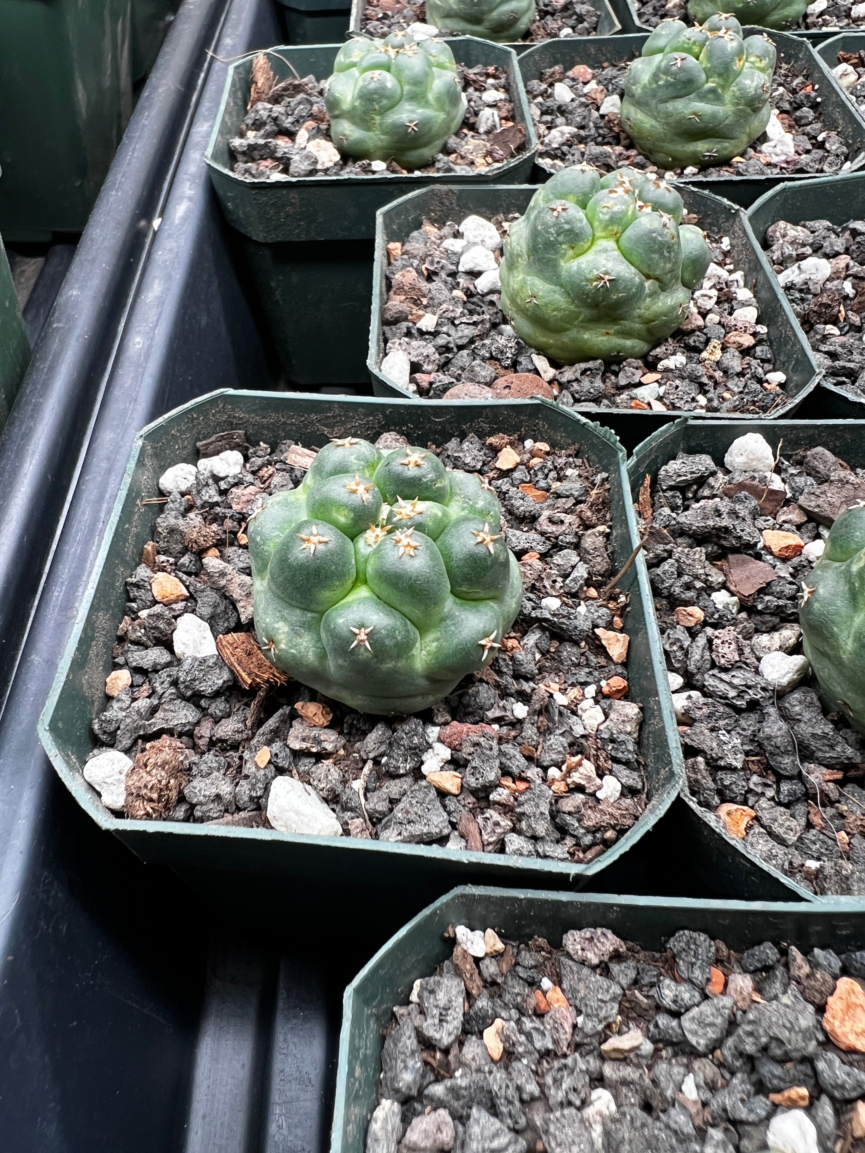 Coryphantha Elephantidens cv. Titan cactus - Grower Choice