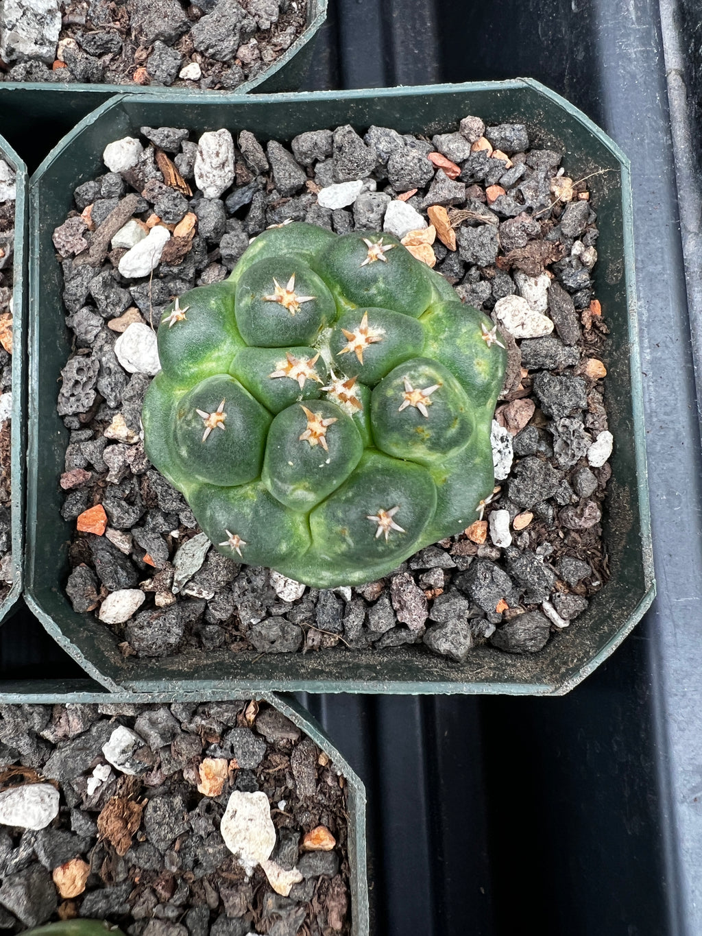 Coryphantha Elephantidens cv. Titan cactus - Grower Choice