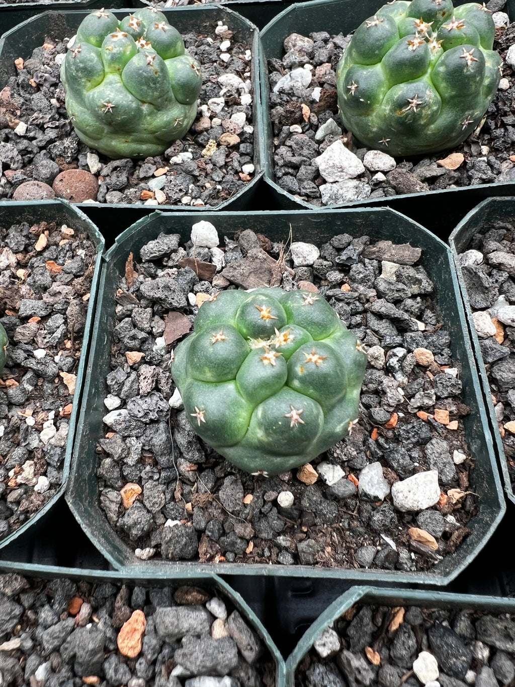 Coryphantha Elephantidens cv. Titan cactus - Grower Choice