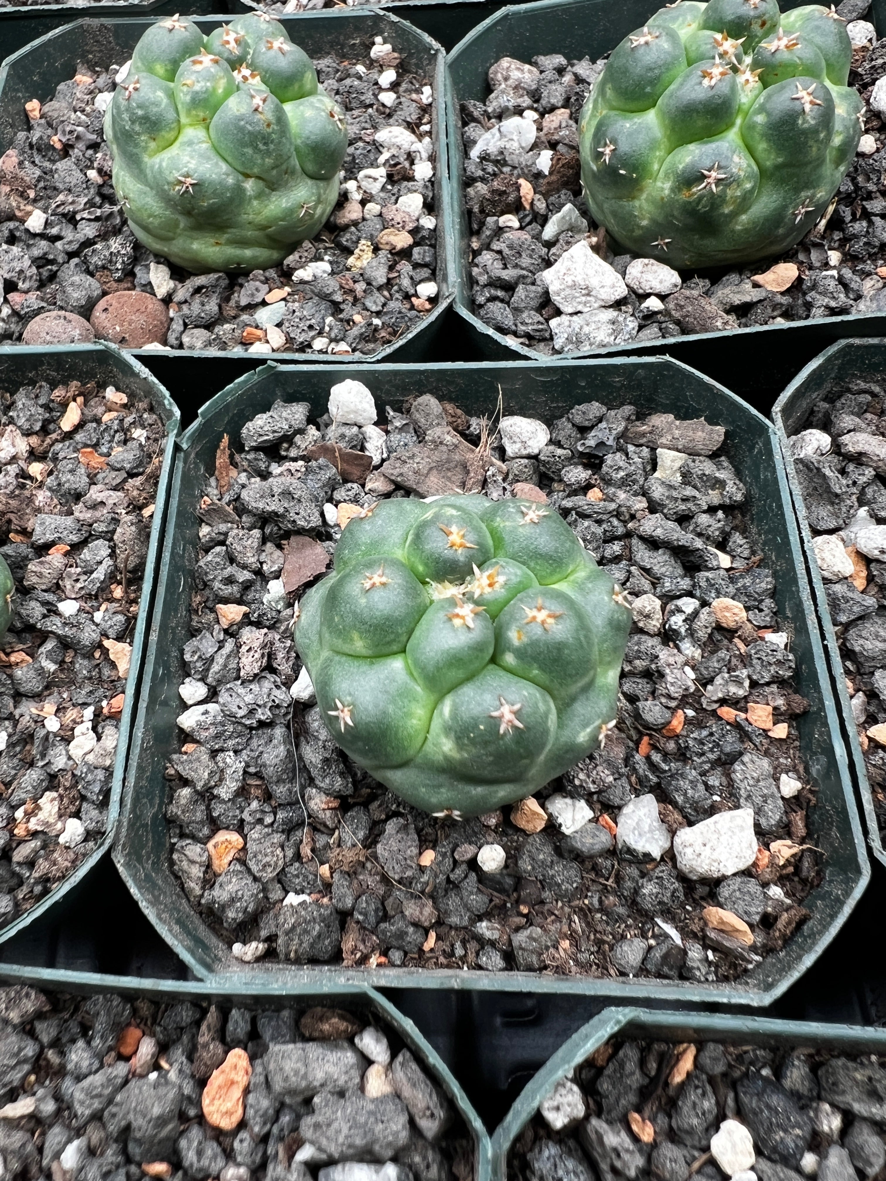 Coryphantha Elephantidens cv. Titan cactus - Grower Choice