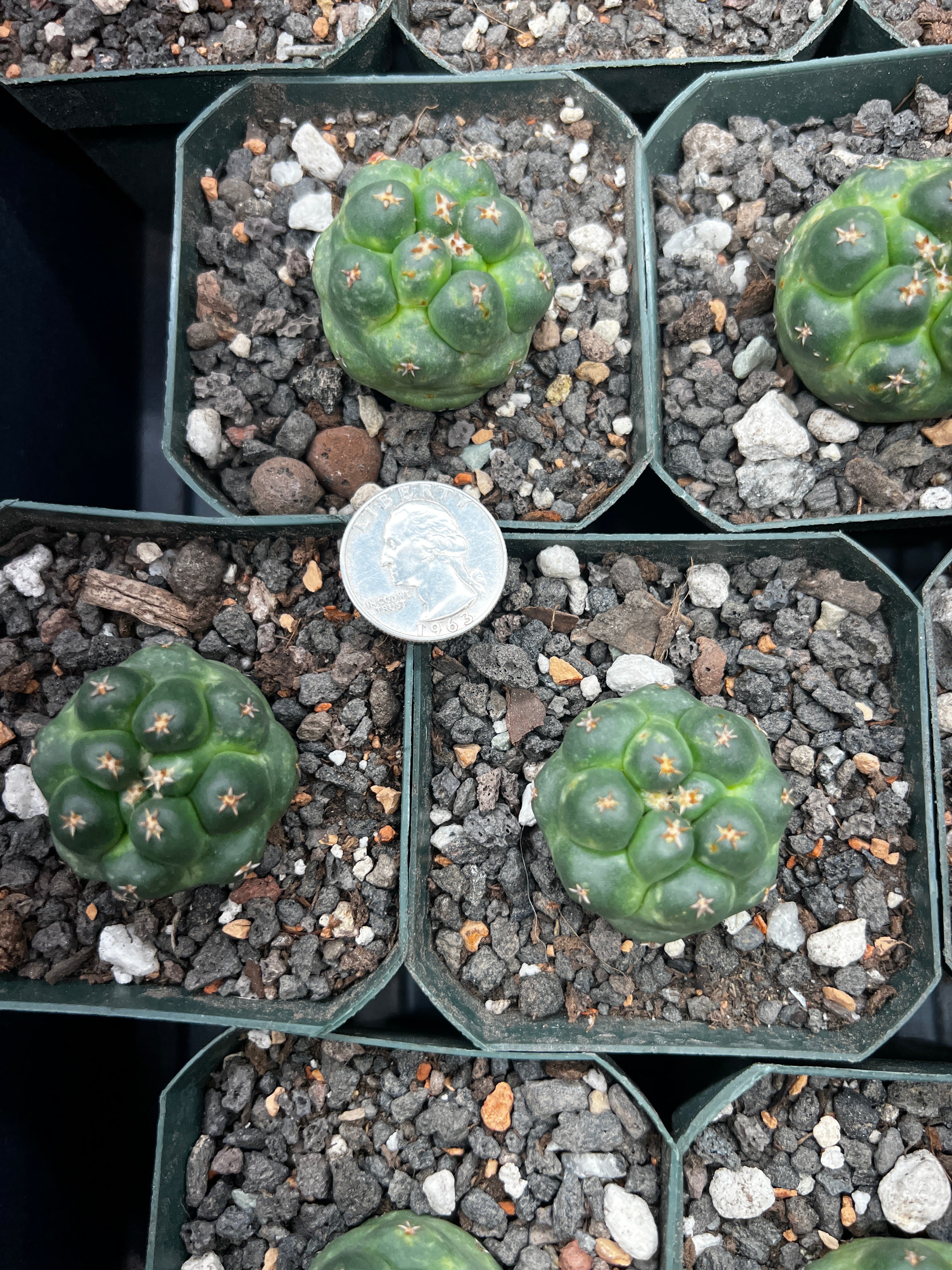 Coryphantha Elephantidens cv. Titan cactus - Grower Choice
