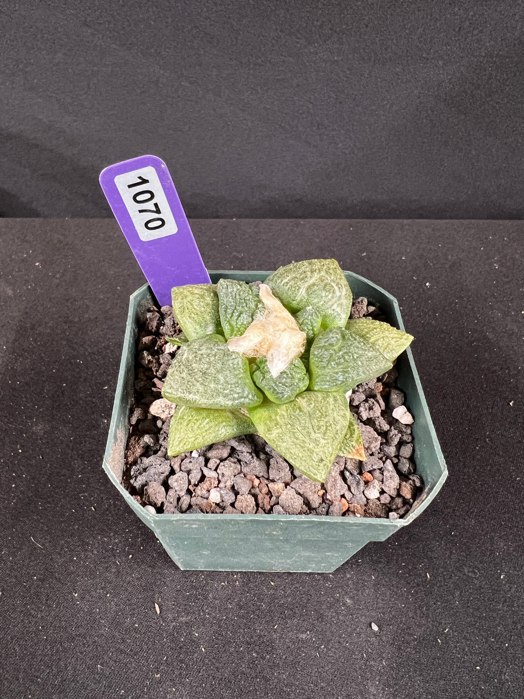 Ariocarpus Fissuratus cv. Godzilla Cactus
