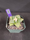 Ariocarpus Fissuratus cv. Godzilla Cactus