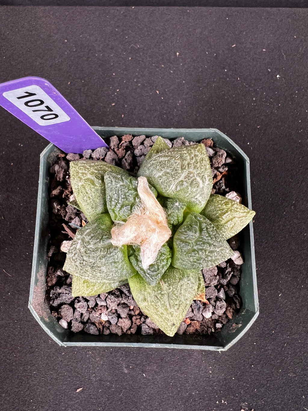 Ariocarpus Fissuratus cv. Godzilla Cactus