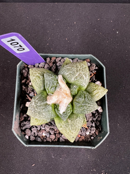 Ariocarpus Fissuratus cv. Godzilla