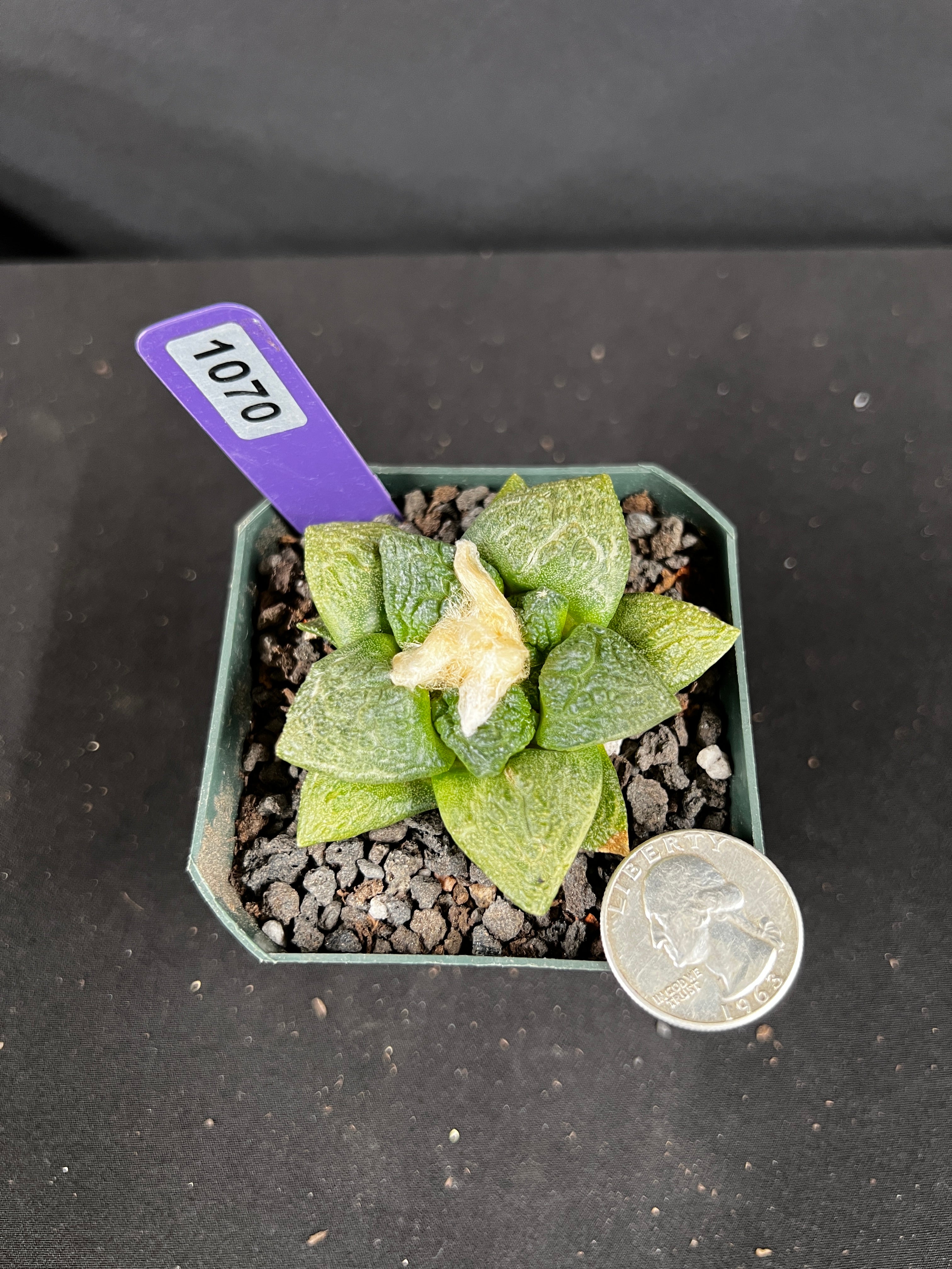 Ariocarpus Fissuratus cv. Godzilla Cactus