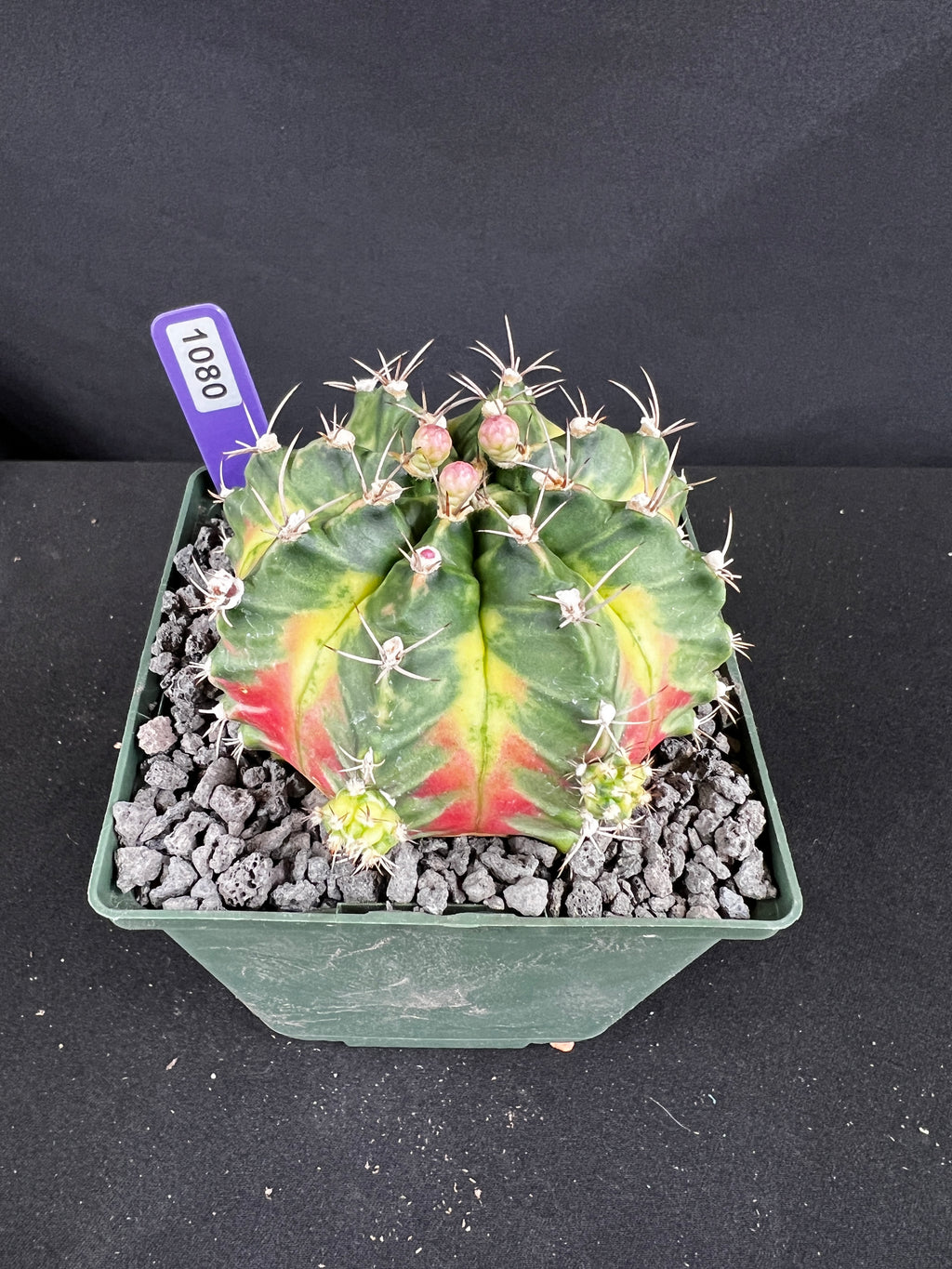 Gymnocalycium Mihanovichii -  'Solar Flare' with full pattern Cactus