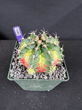 Gymnocalycium Mihanovichii -  'Solar Flare' with full pattern Cactus