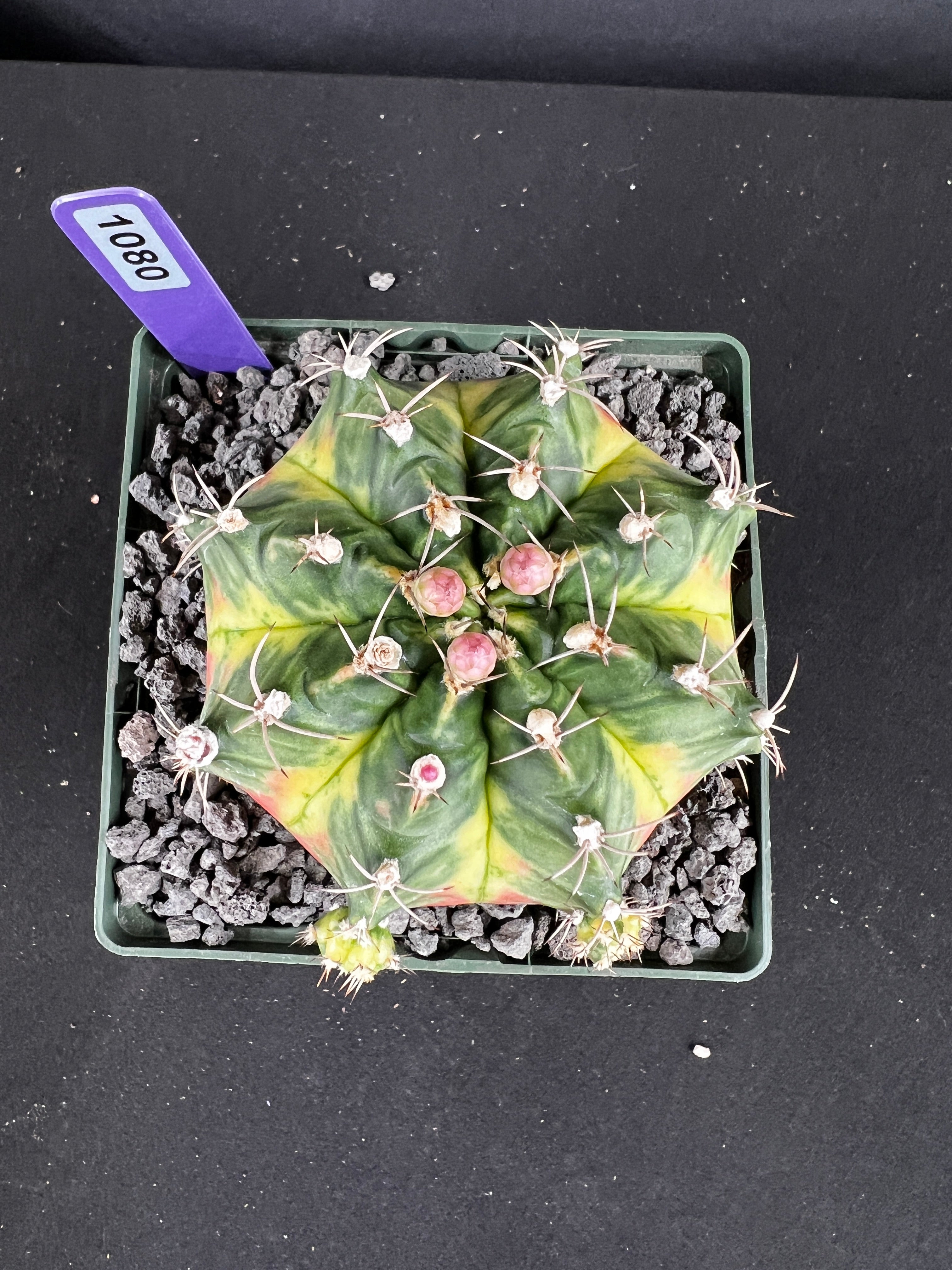 Gymnocalycium Mihanovichii -  'Solar Flare' with full pattern Cactus