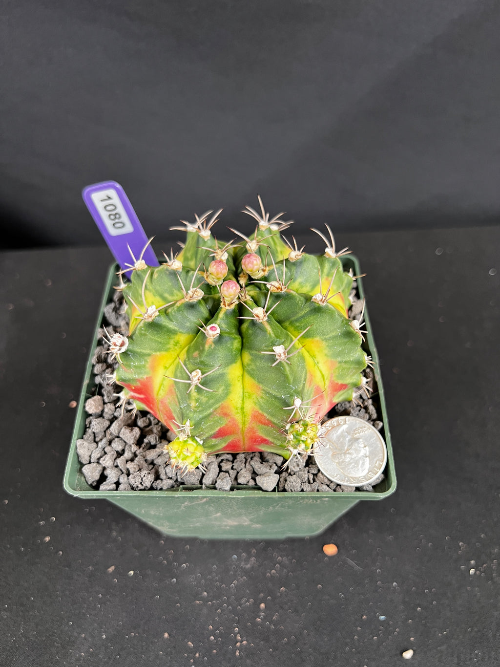 Gymnocalycium Mihanovichii -  'Solar Flare' with full pattern Cactus
