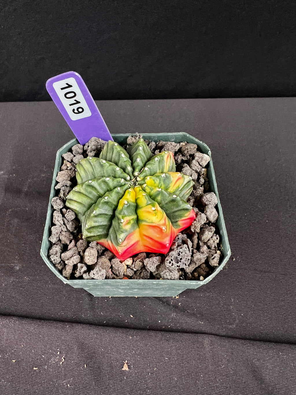 Gymnocalycium Mihanovichii Inermis Variegated Cristata