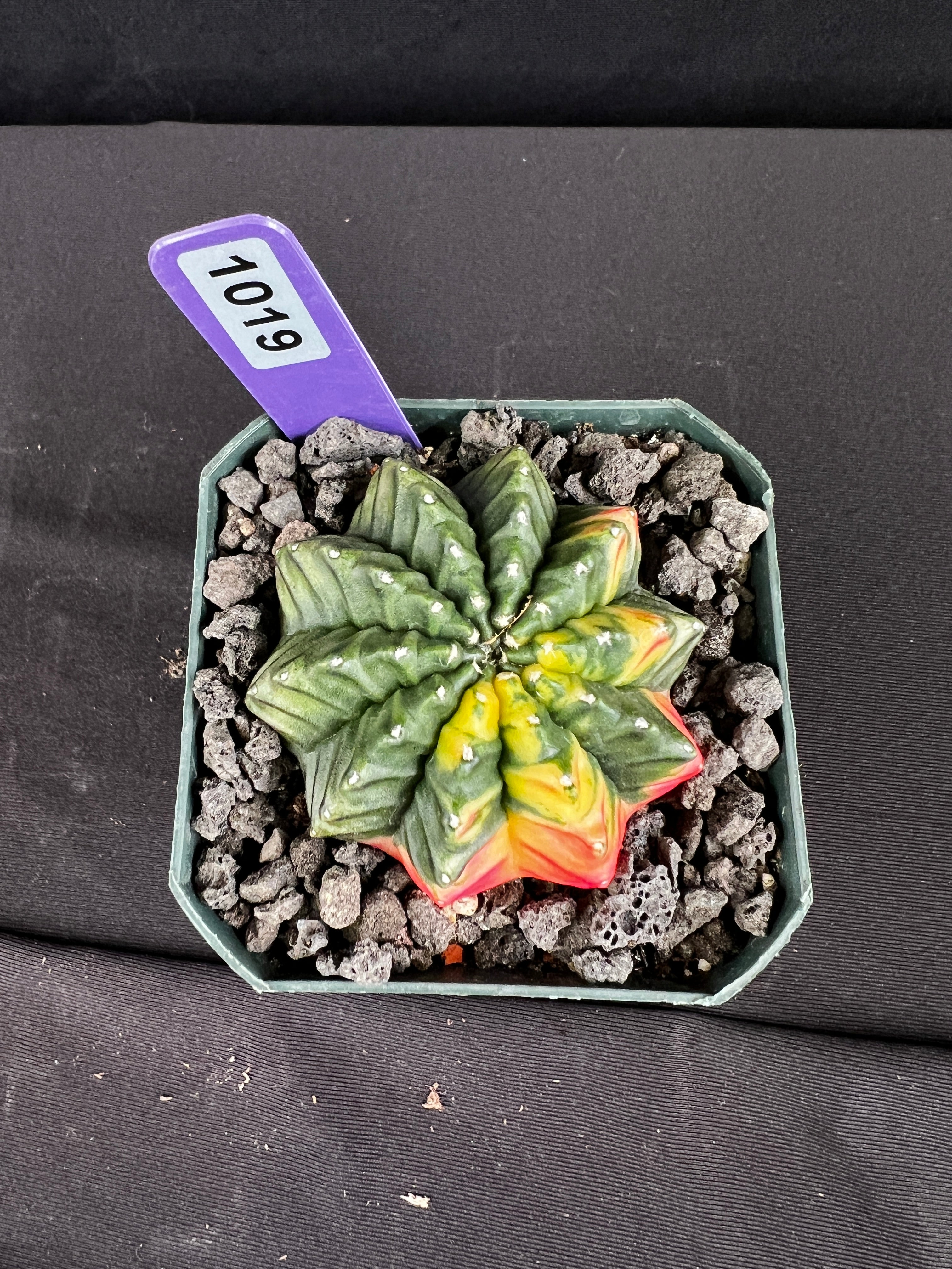 Gymnocalycium Mihanovichii Inermis Variegated Cristata