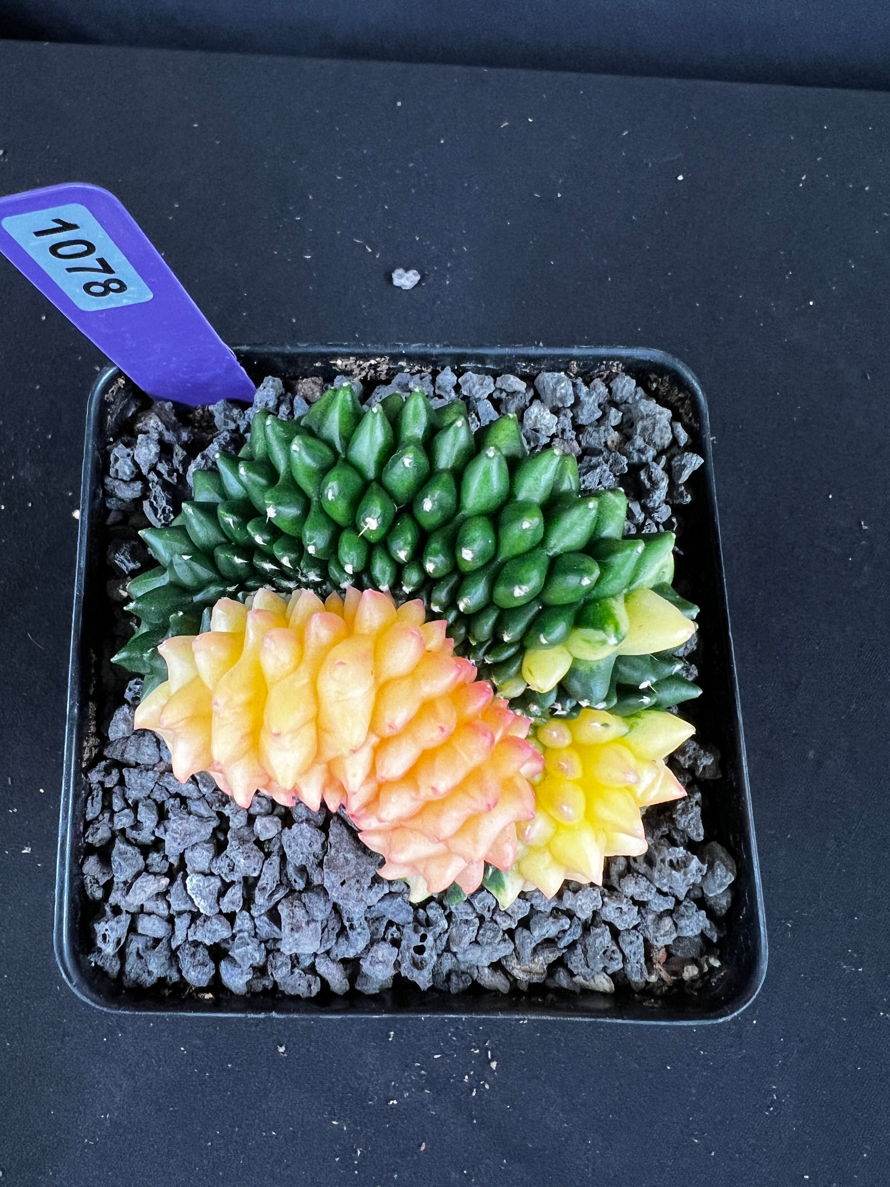 Gymnocalycium Mihanovichii Inermis Cristata Variegated Cactus