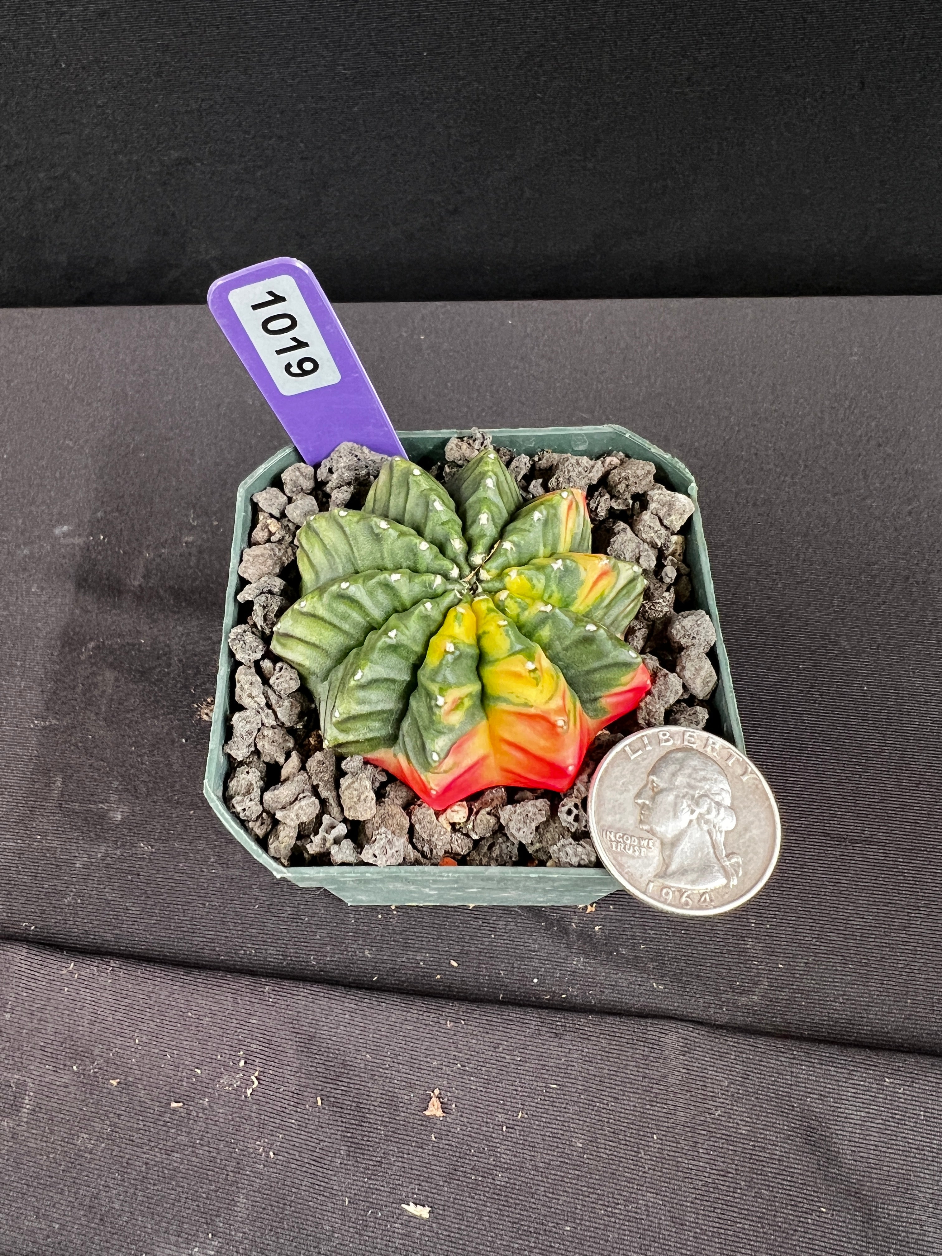 Gymnocalycium Mihanovichii Inermis Variegated Cristata