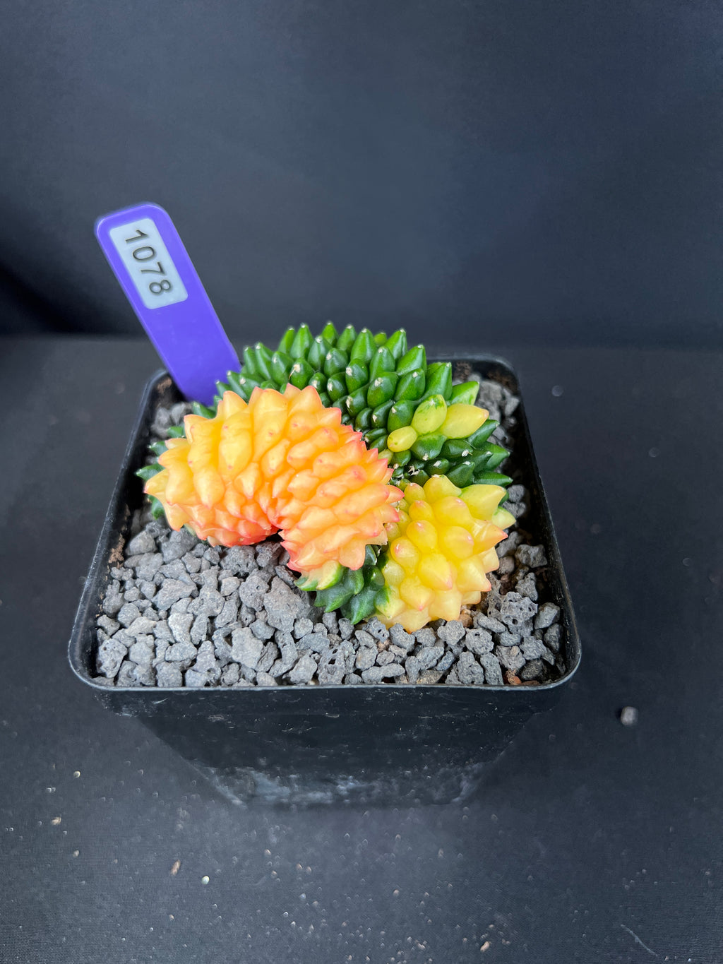 Gymnocalycium Mihanovichii Inermis Cristata Variegated Cactus
